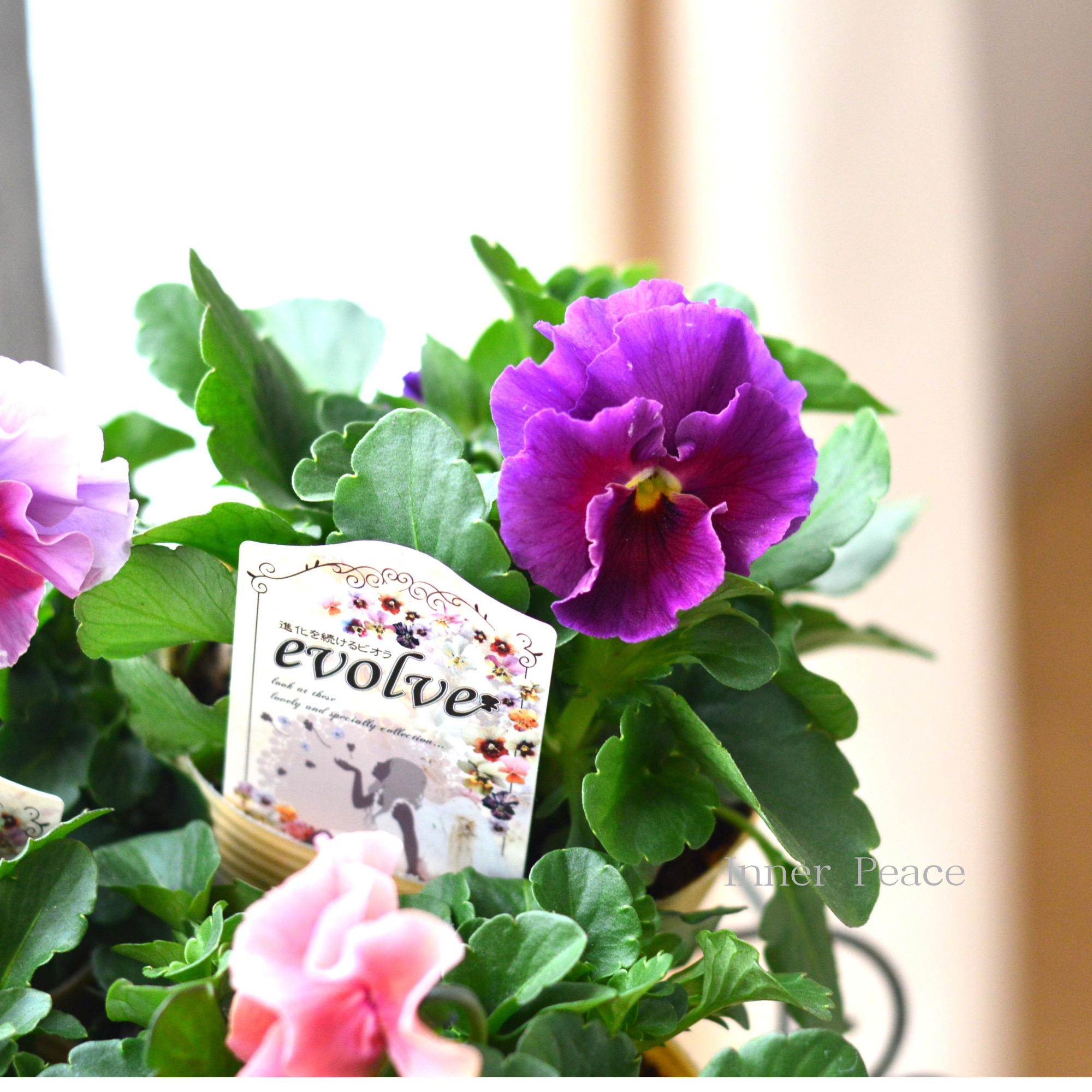 【美しい】  ビオラ　『evolve　～エボルベ～』　3.5寸POT