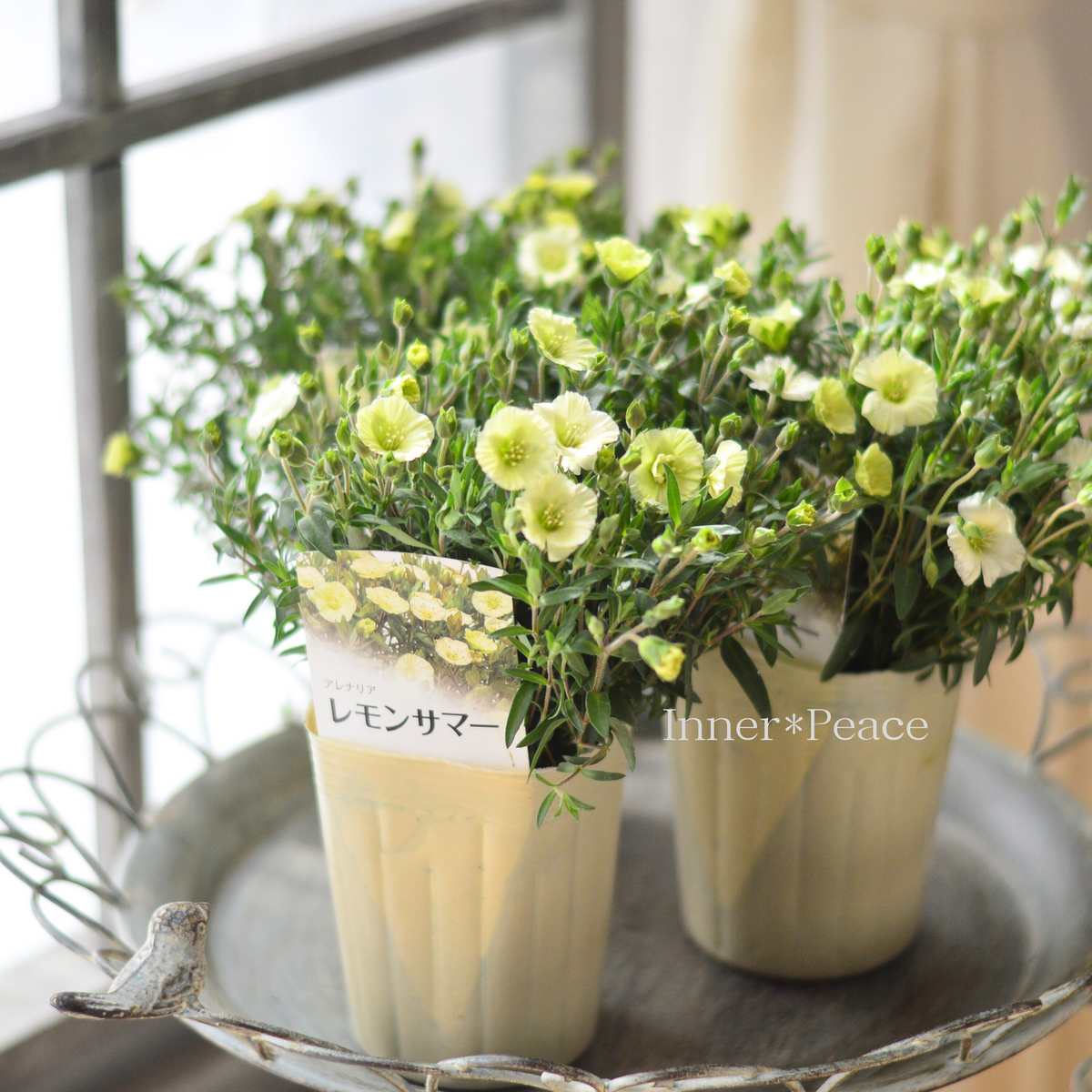 アレナリア 楽天市場】アレナリア ブリザードコンパクト 3.5号ポット苗 寄せ植え