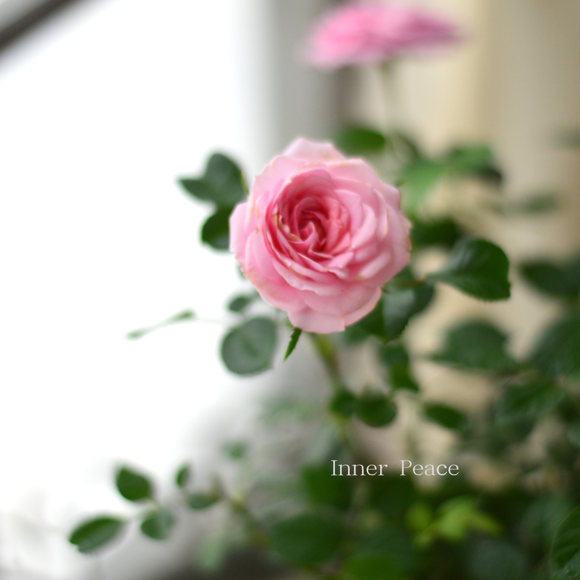 【分割できる】 ミニ薔薇  『コルダナ・エリジウム』  3寸POT