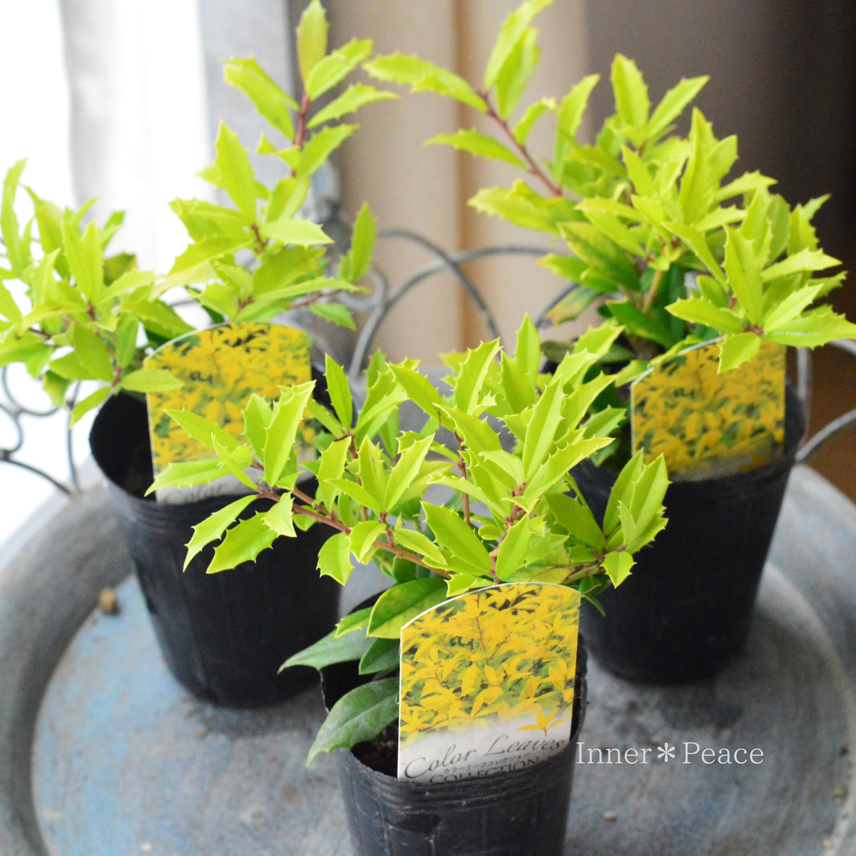 【寄せ植えに】 サニーフォスター　　2.5寸ロングPOT
