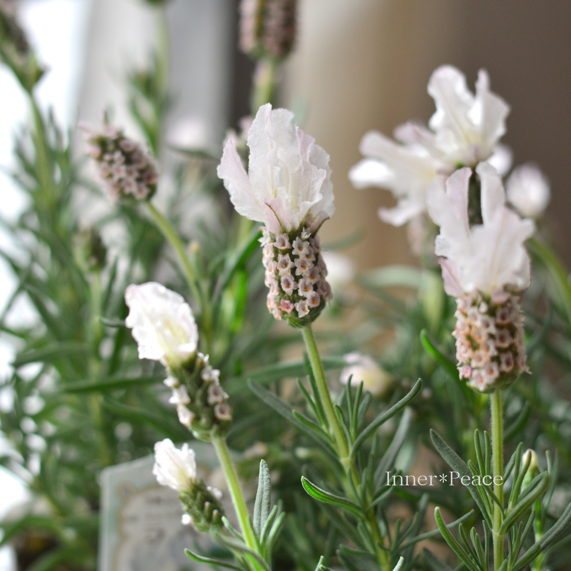 【かわいい】  フレンチラベンダー 『ラベラ・ピュアホワイト』 　3.5寸POT