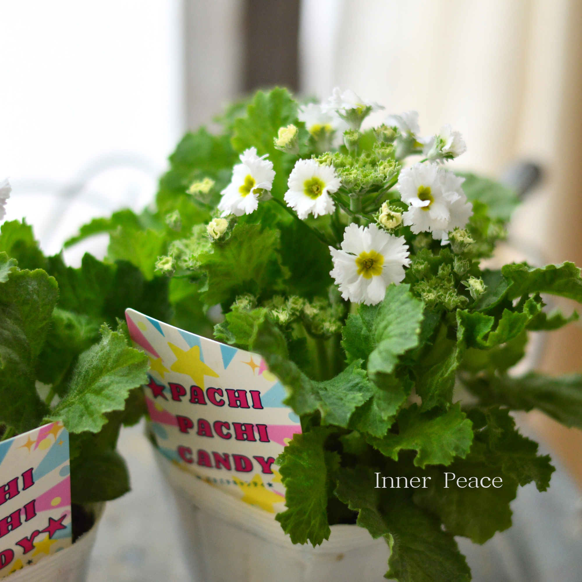 【北島園芸さん】 プリムラ マラコイデス 『パチパチキャンディ・ホワイト系』　　3.5寸POT