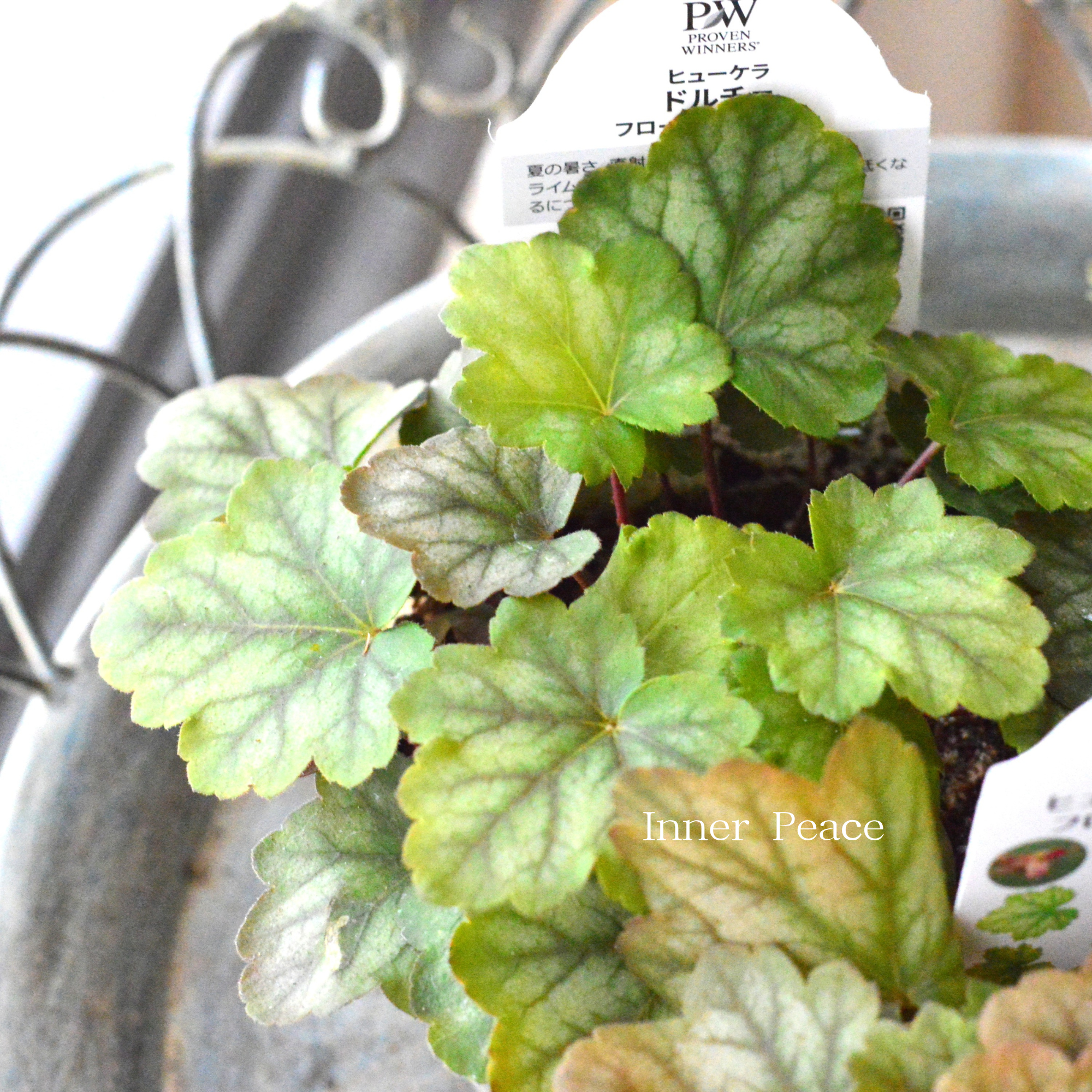 【PW】 ヒューケラ ドルチェ　『フローズンマスカット』　3.5寸POT