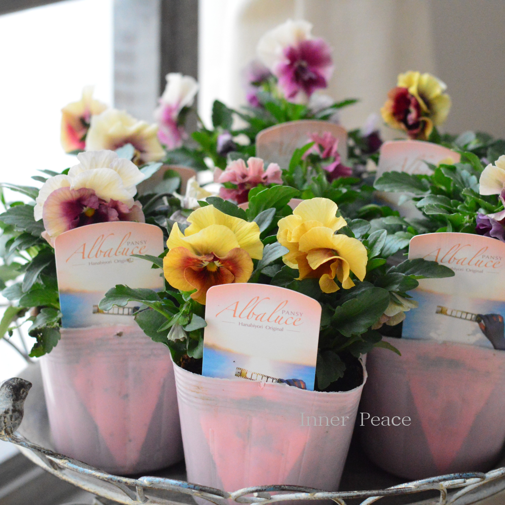 【花日和さんオリジナル】 パンジー　『アルバルーチェ』　　3.5寸POT