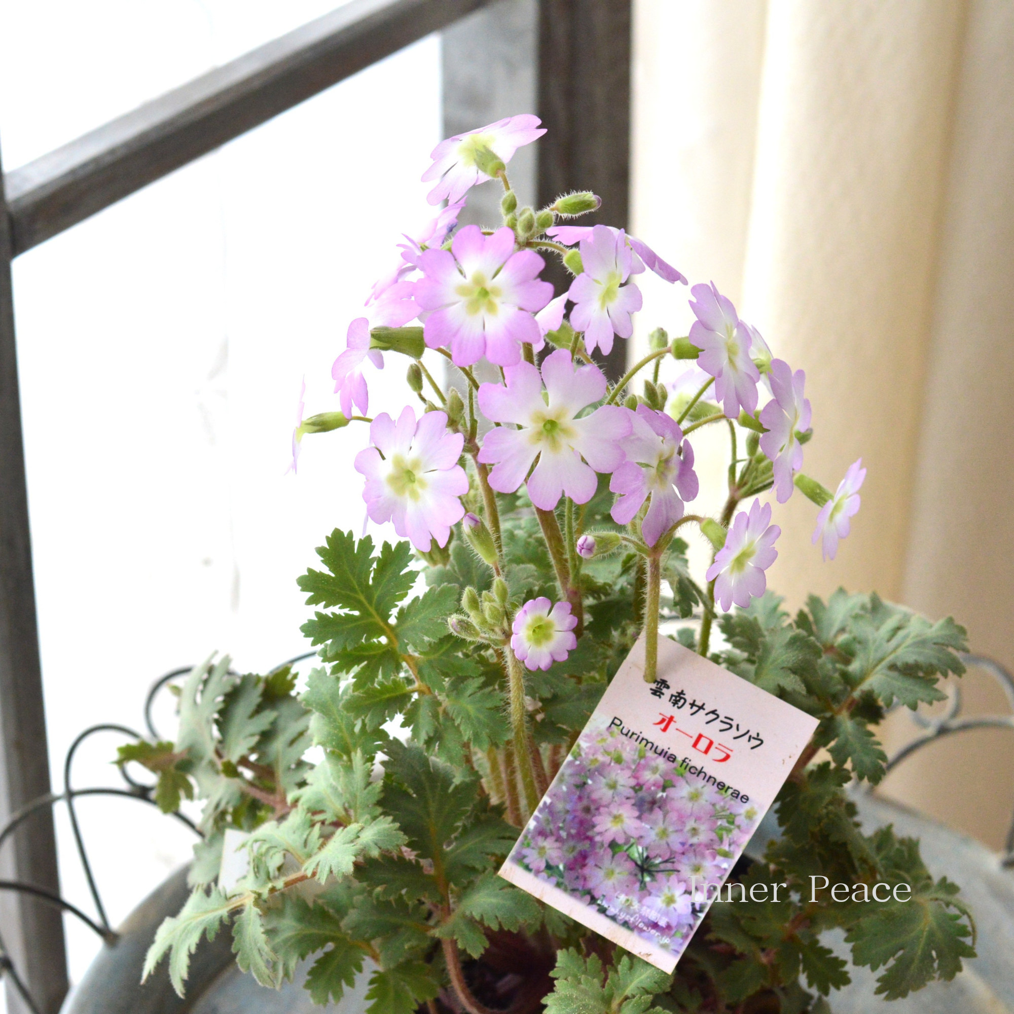 【かわいい】 雲南サクラソウ　『オーロラ』　　3.5寸POT