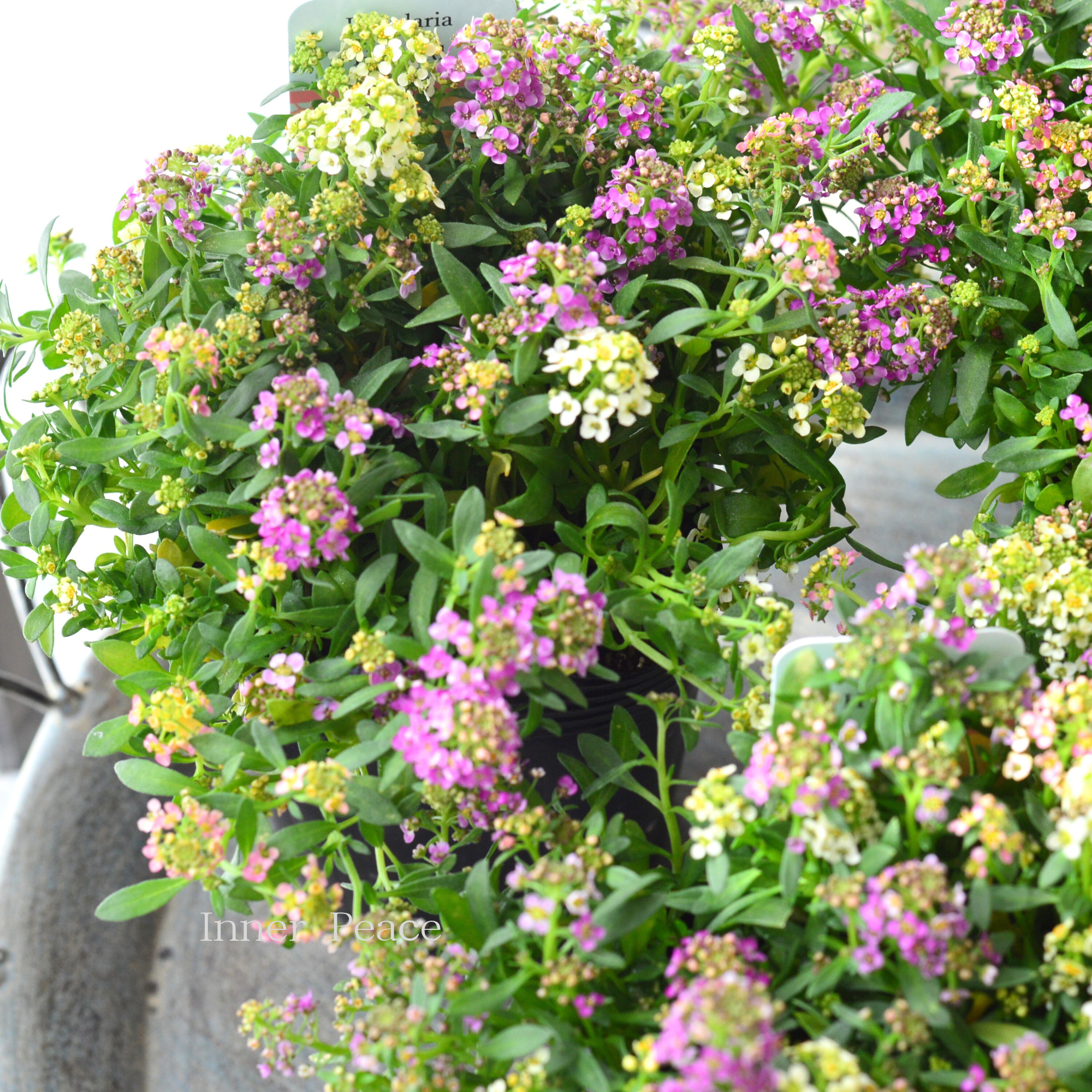 【３本植え】 スイートアリッサム　『ピンク・アプリコット・イエローミックス』　３寸POT