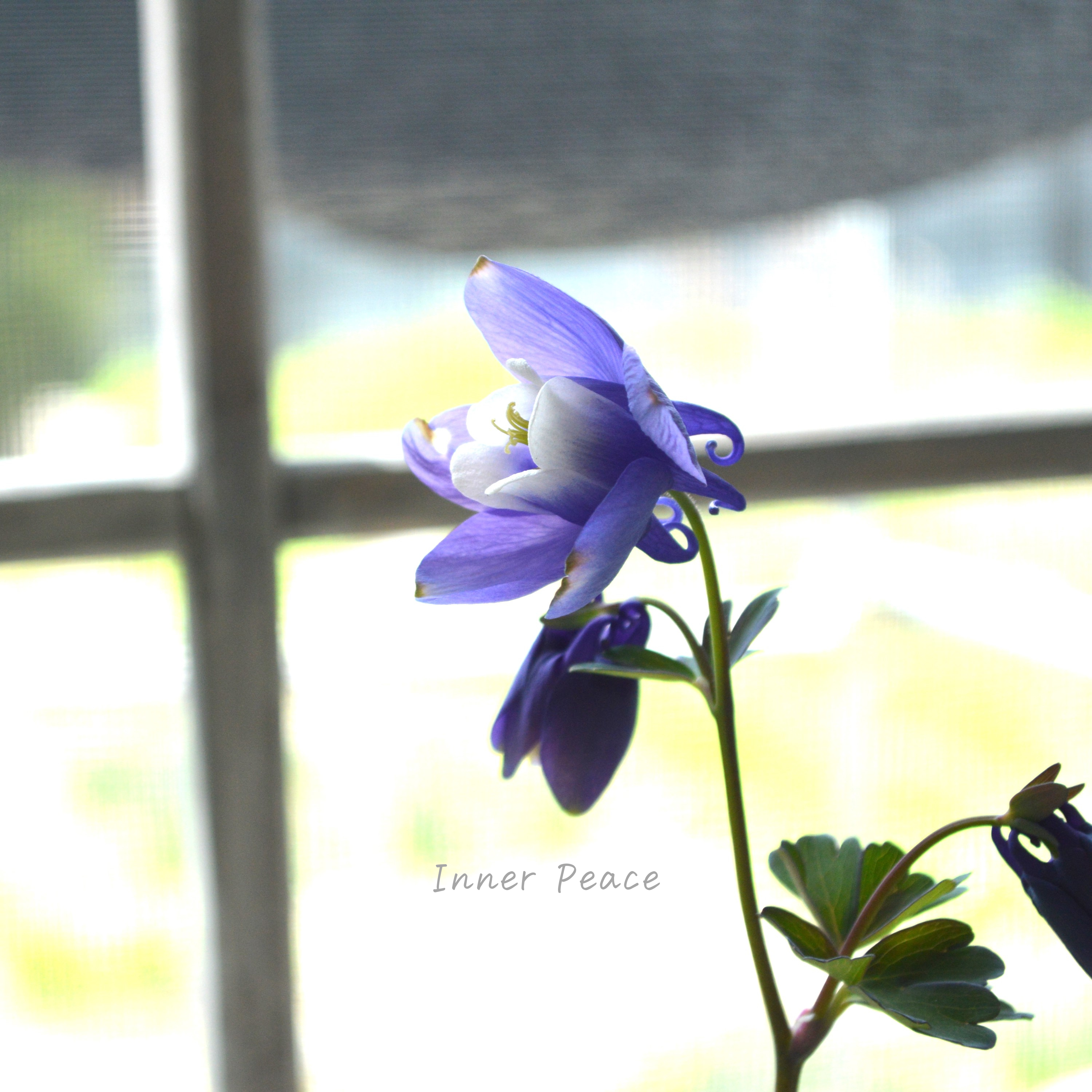 【美しい】 深山オダマキ 『紫花』　3寸POT