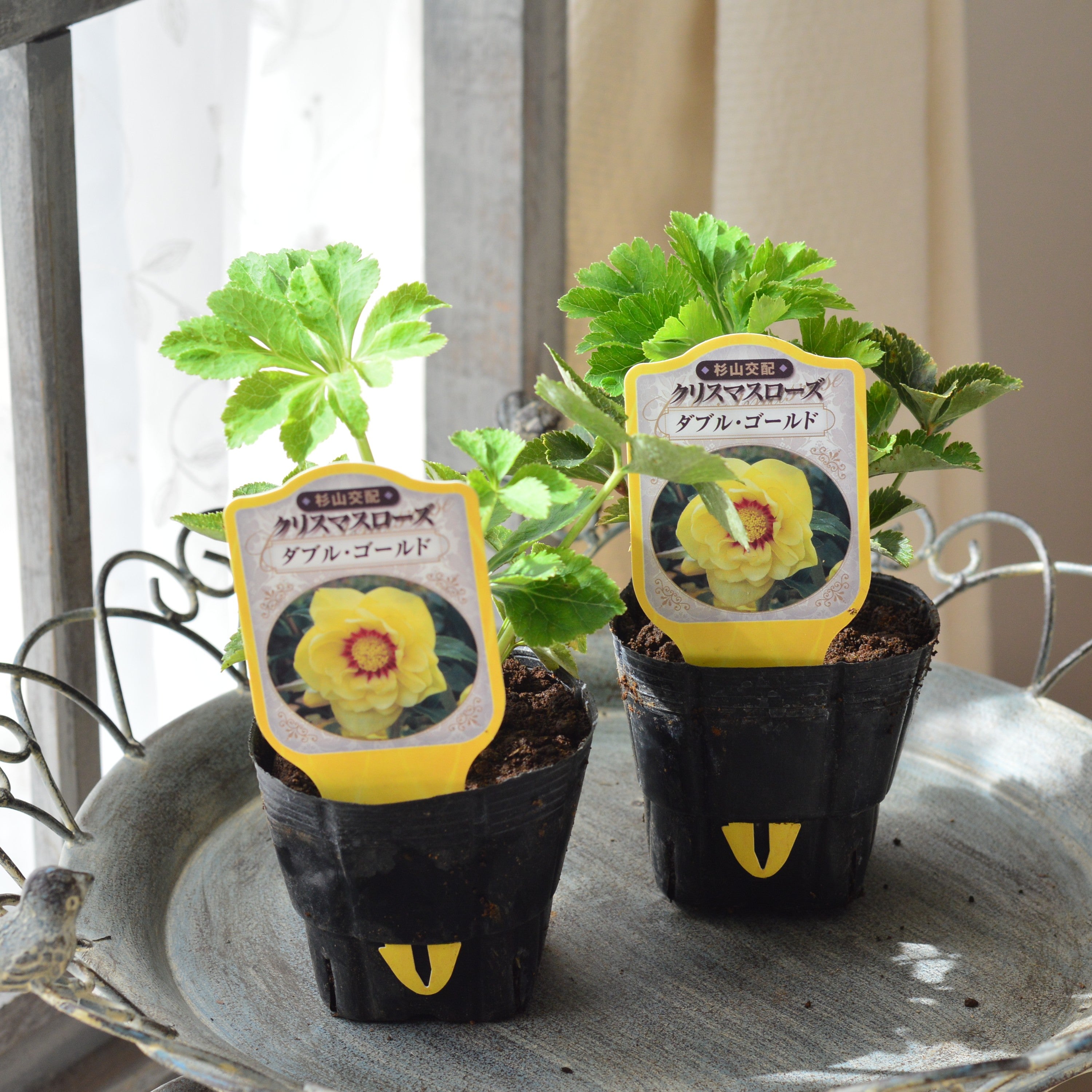 杉光園芸さん】 クリスマスローズ 『ダブル・ゴールド』 3寸POT