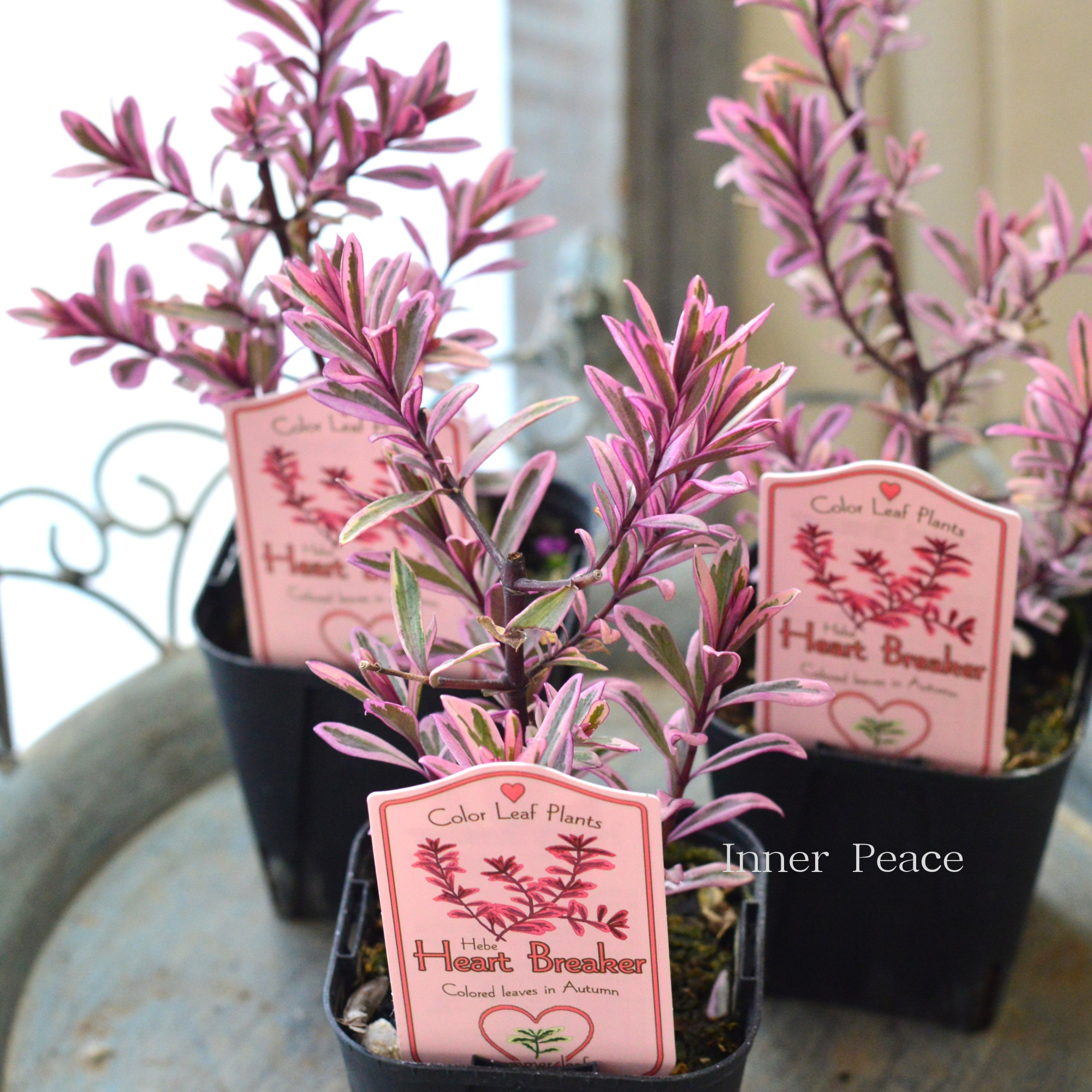【寄せ植えに】 ヘーベ　『ハートブレイカー』　　3寸POT