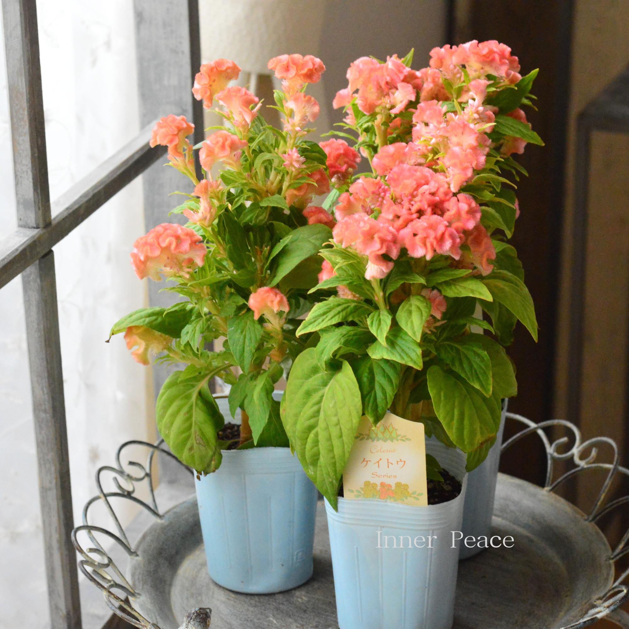 【かわいい】セロシア　『ジュラサーモン』　3寸ロングPOT