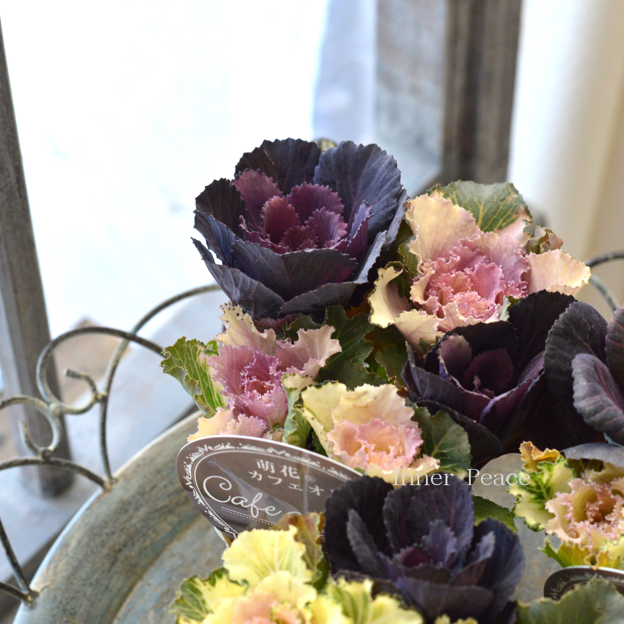 【アンティーク】 葉牡丹　『萌花　カフェオレ』  3寸POT