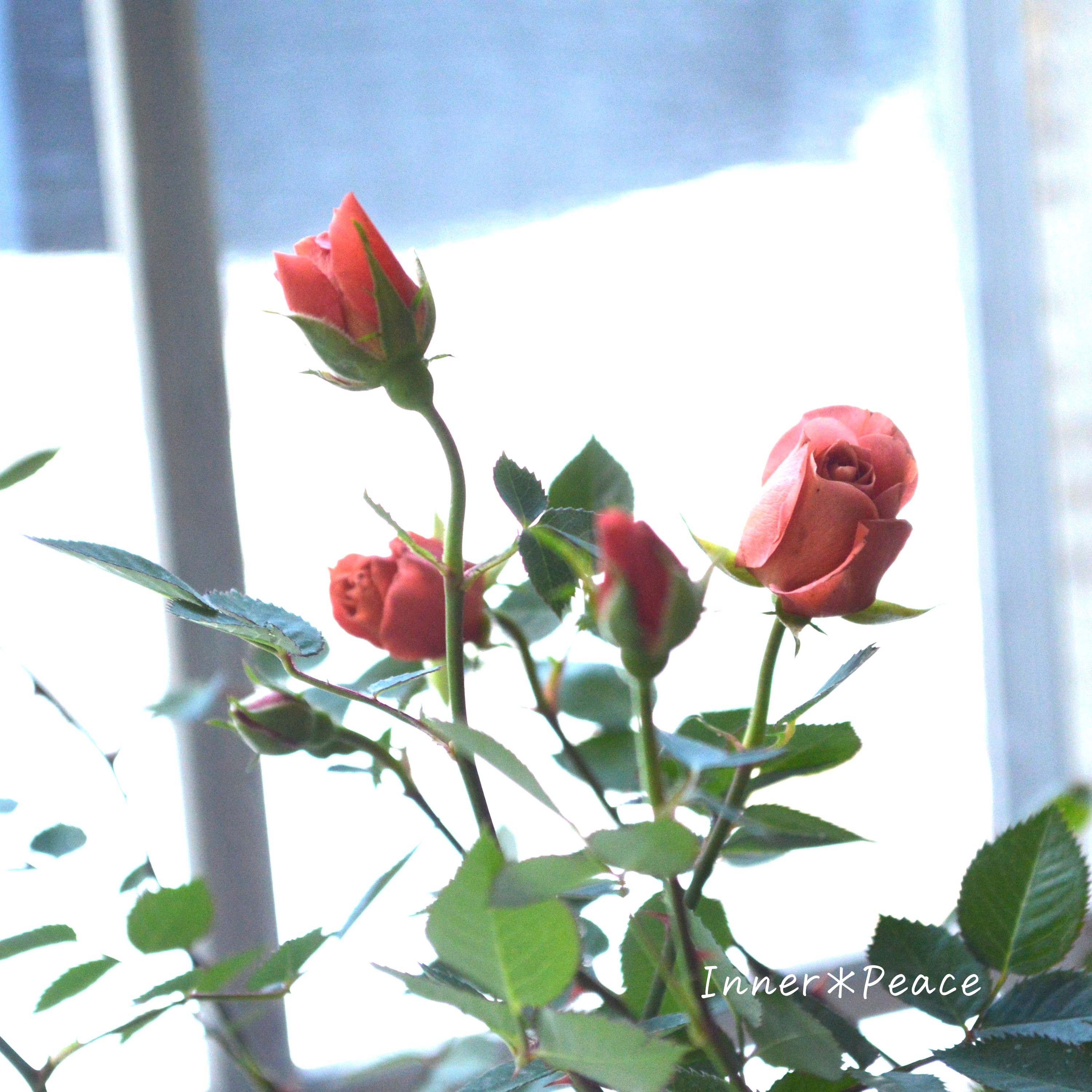 【人気】 ミニ薔薇  『テディベア』  3寸POT