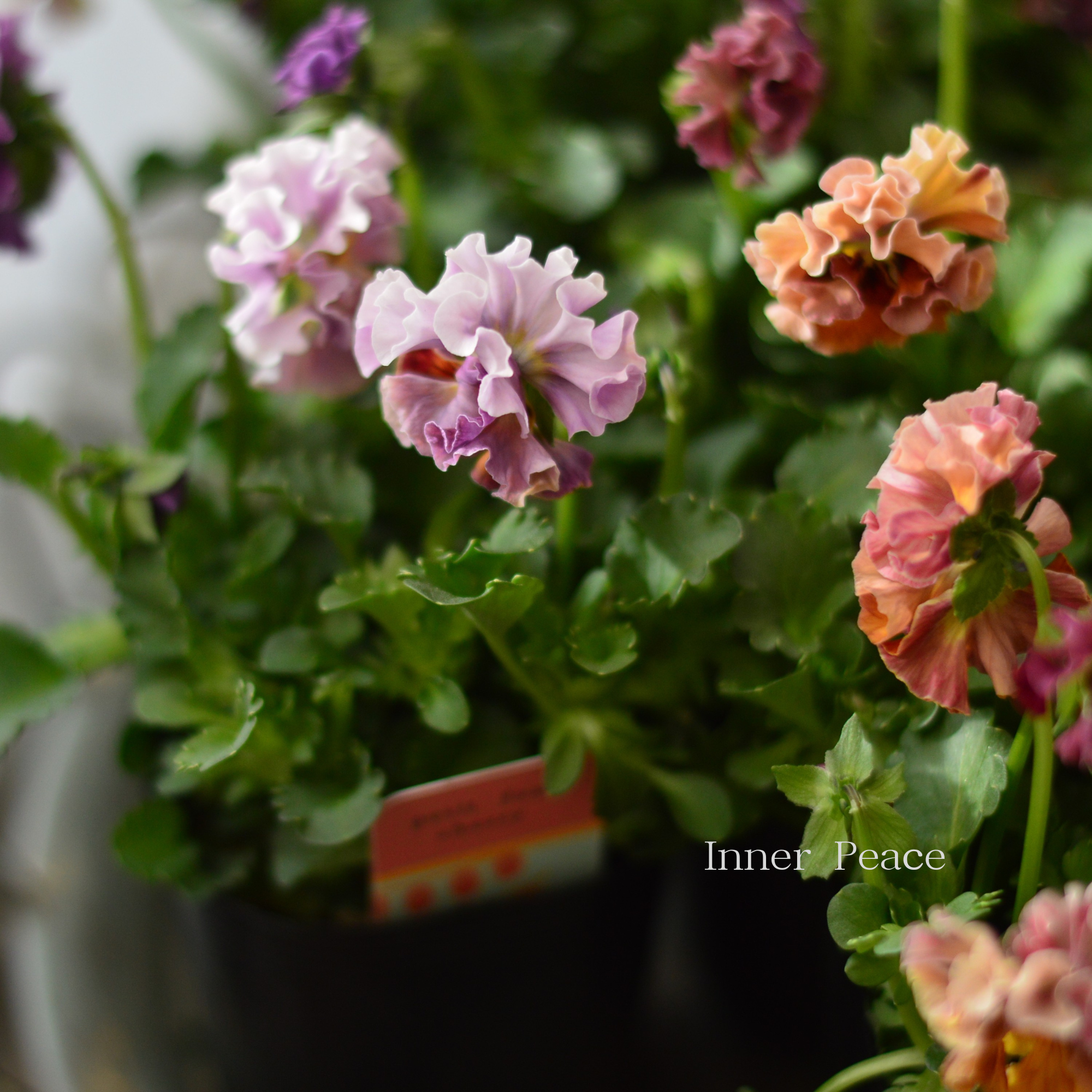 【ハルグリンさん】 ビオラ　『プティフール・チェリー』　　3寸POT