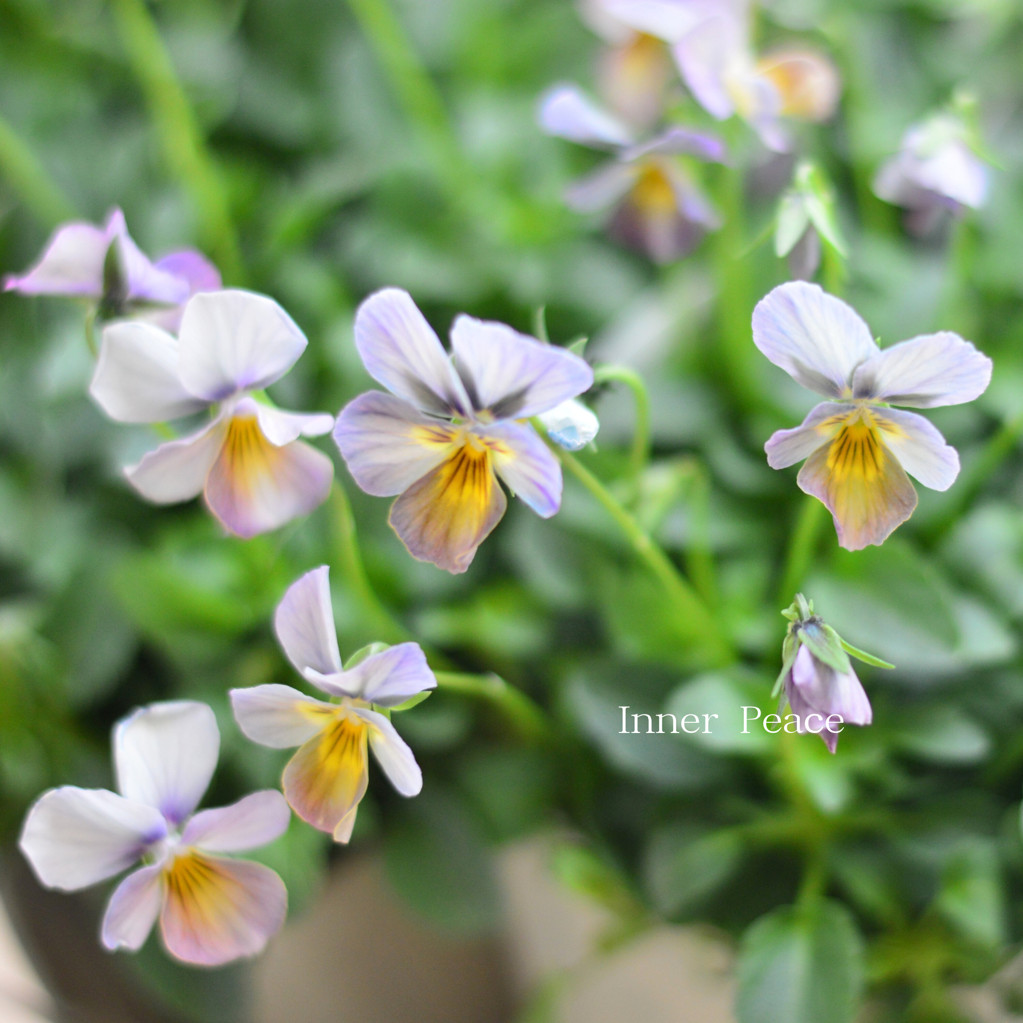 【希少】 おひとり様１苗限定　ビオラ　『すみれ図鑑・紫水』　　3.5寸POT