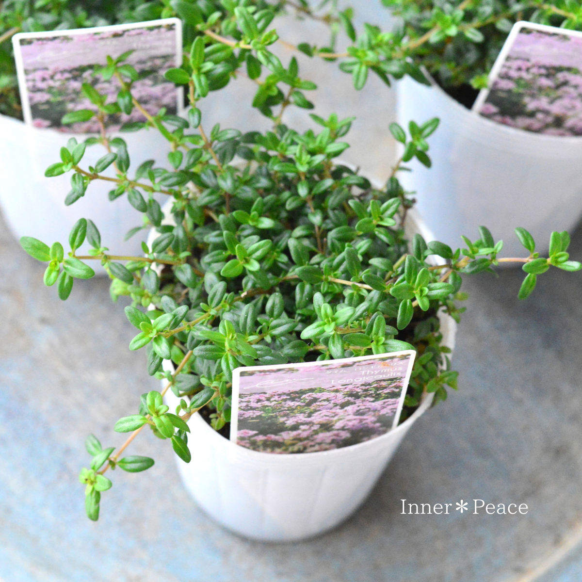 【寄せ植えに】 タイム　『ロンギカリウス』　   2.5寸ロングPOT