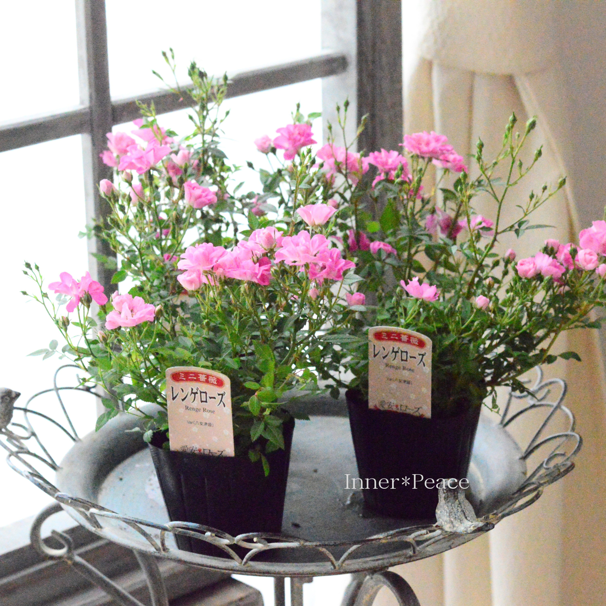 【四季咲き】 ミニ薔薇  『レンゲローズ・ピンク』  3寸POT
