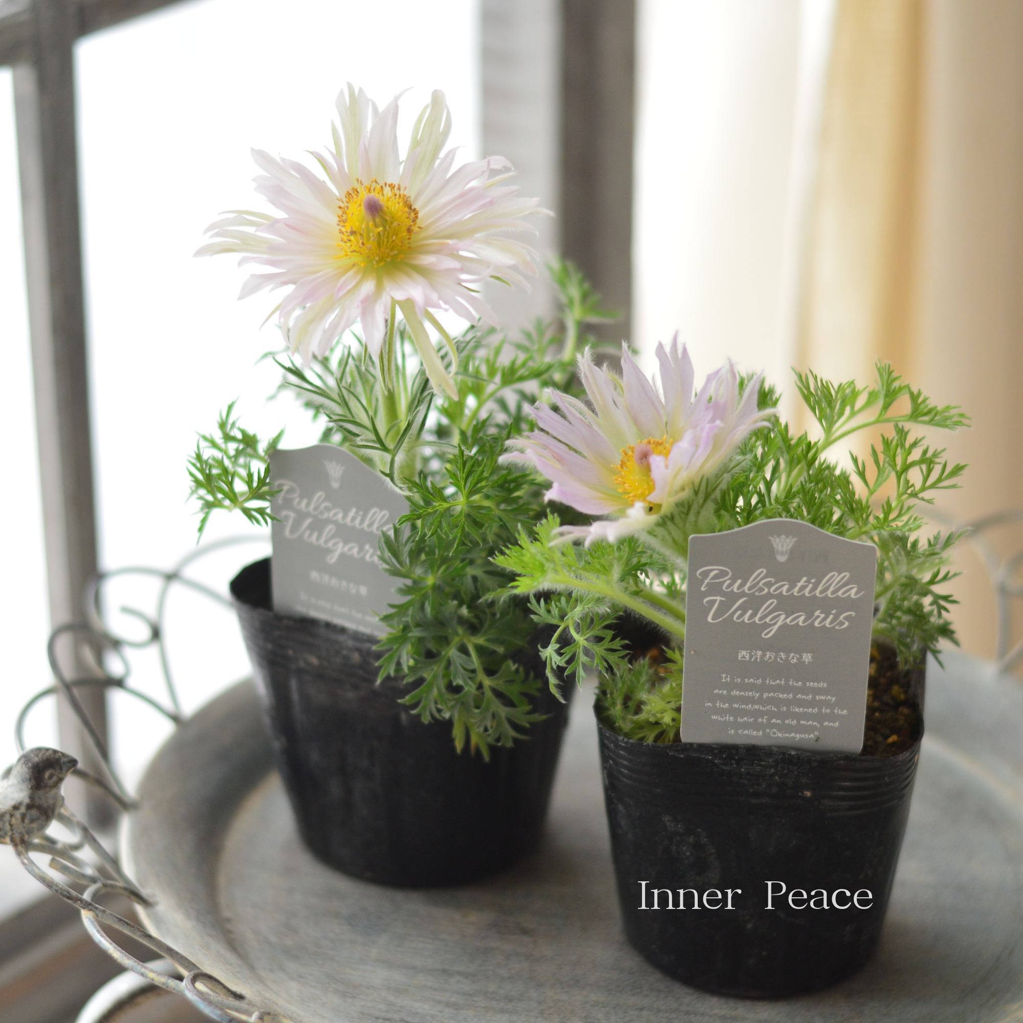 【希少】 八重咲き　西洋オキナグサ 『プルサティラ ブルガリス・ライトピンク』　3.5寸POT