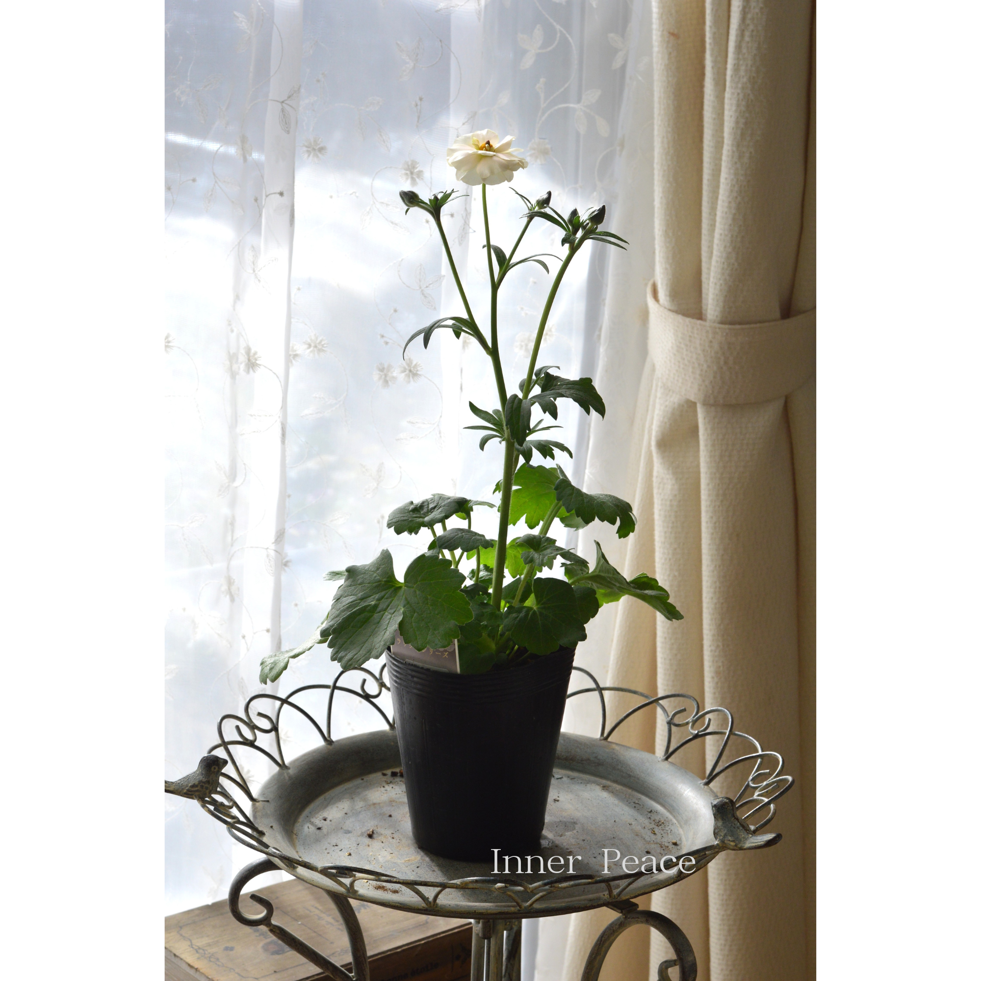 【美しい】 ラナンキュラス・ラックス 『ケラモス』　 4寸POT