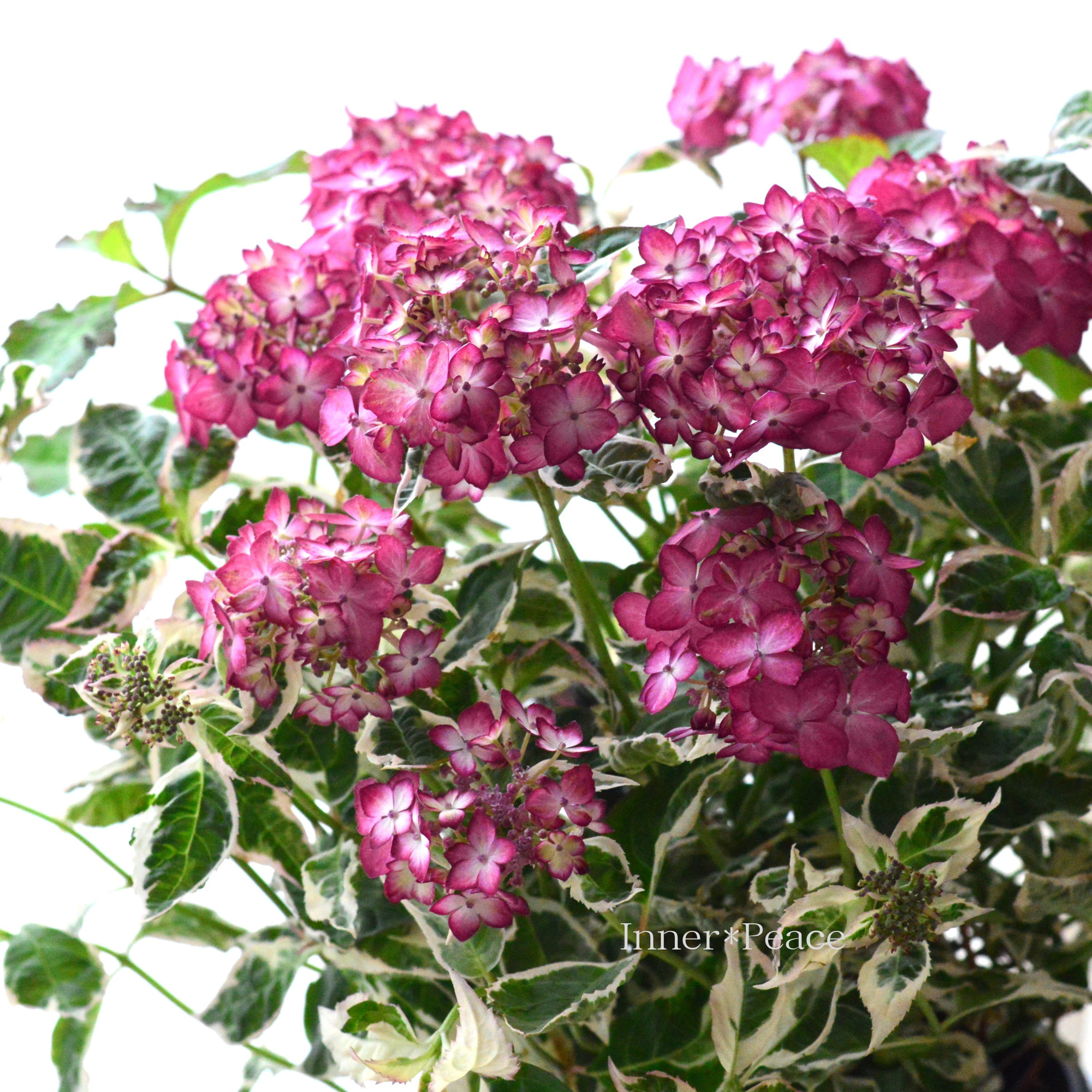 斑入り葉】 山紫陽花 『御殿場錦 ～ゴテンバニシキ～』 5寸鉢