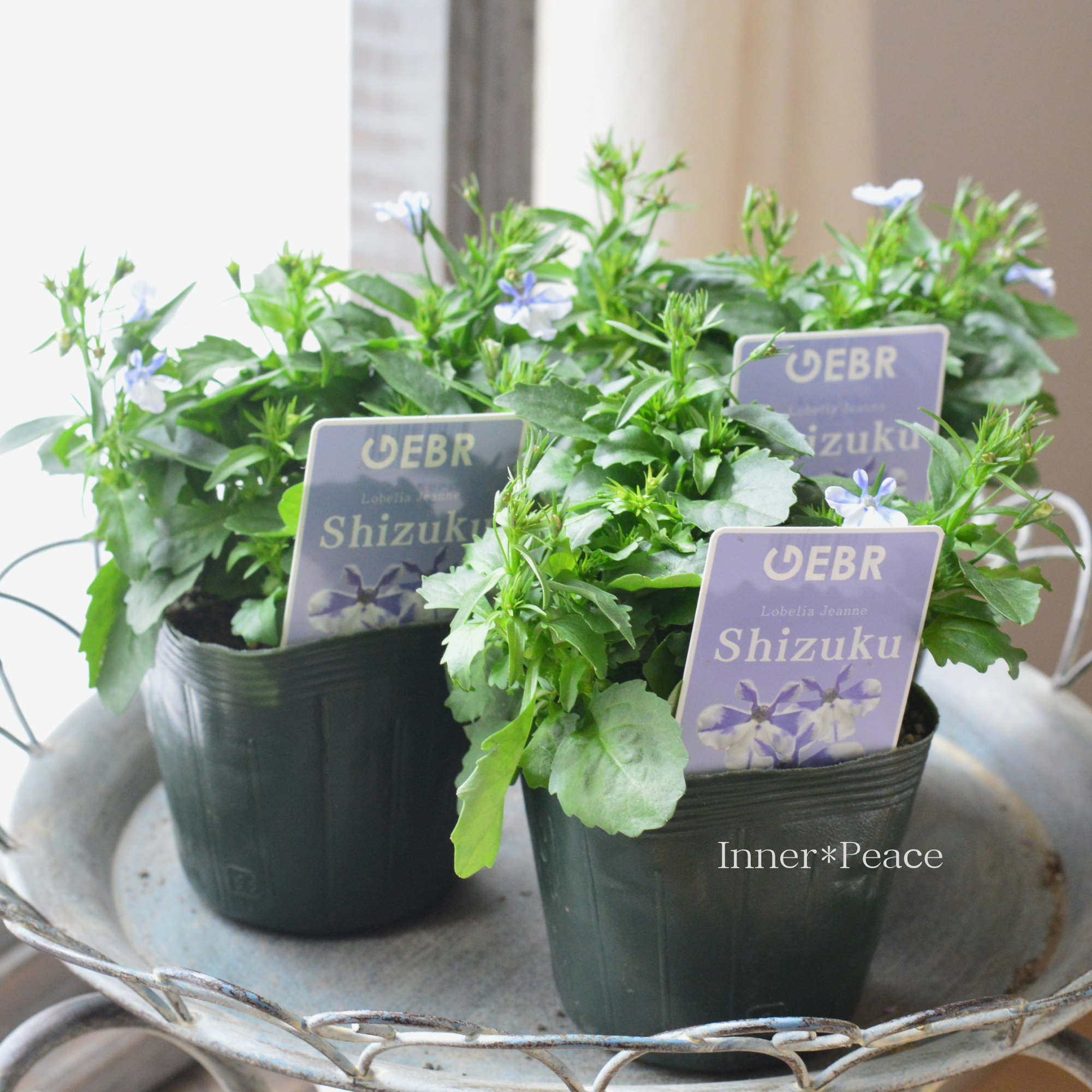 【ゲブラさん】 ロベリア 『シズク』　3.5寸POT