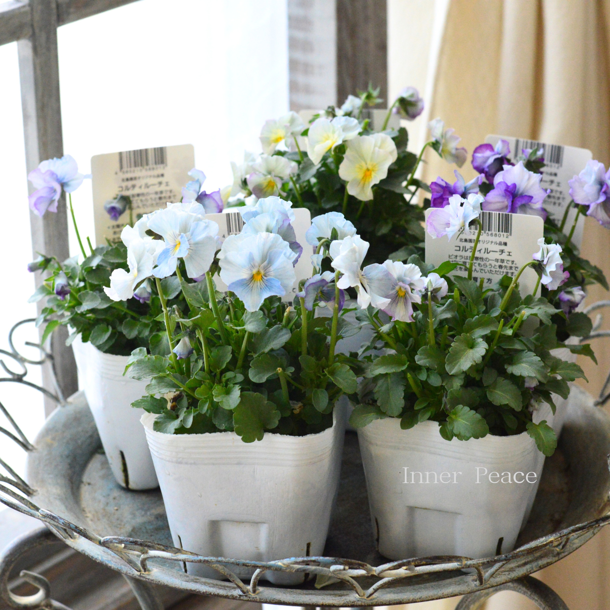 【ステキ】 北島園芸さんのビオラ　『コルティルーチェ・ブルー系』　3.5寸POT