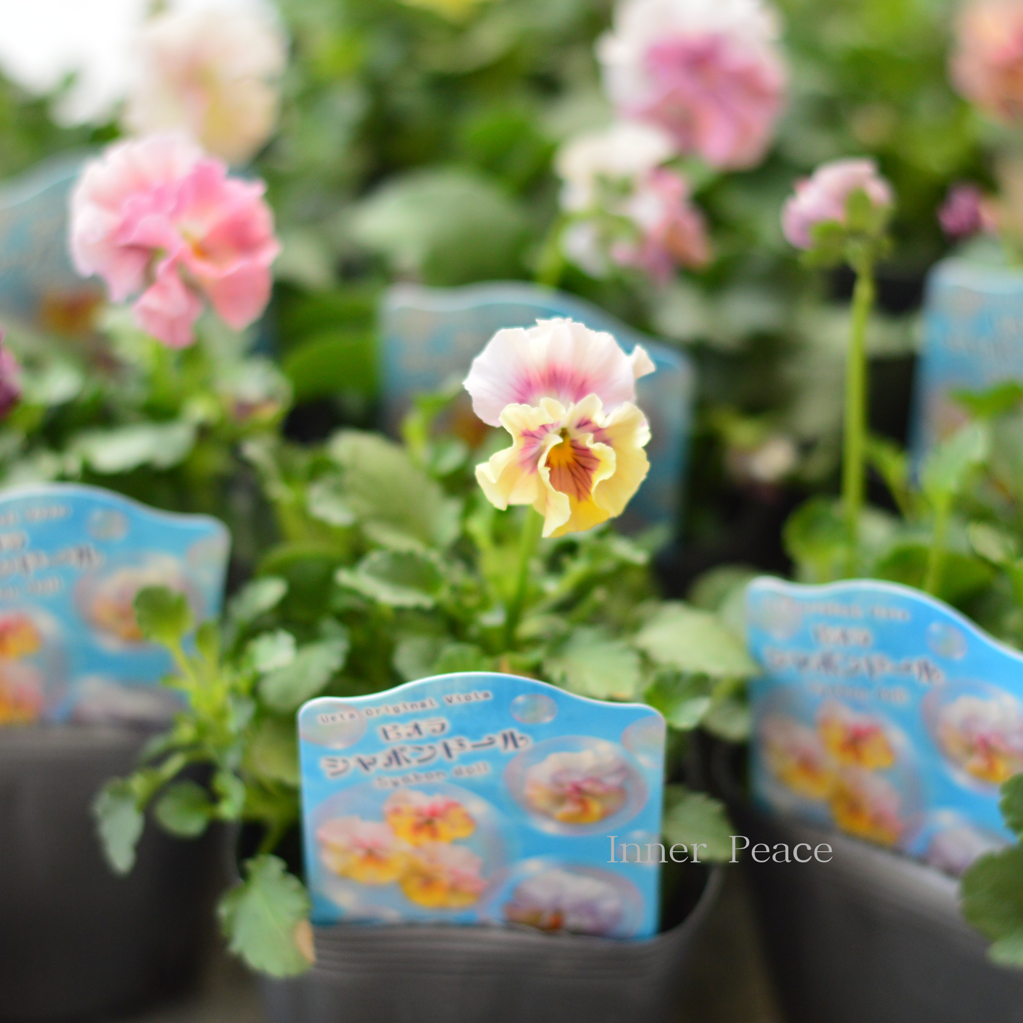 【うえたさん育種】 ビオラ 『シャボンドール』　3.5寸POT