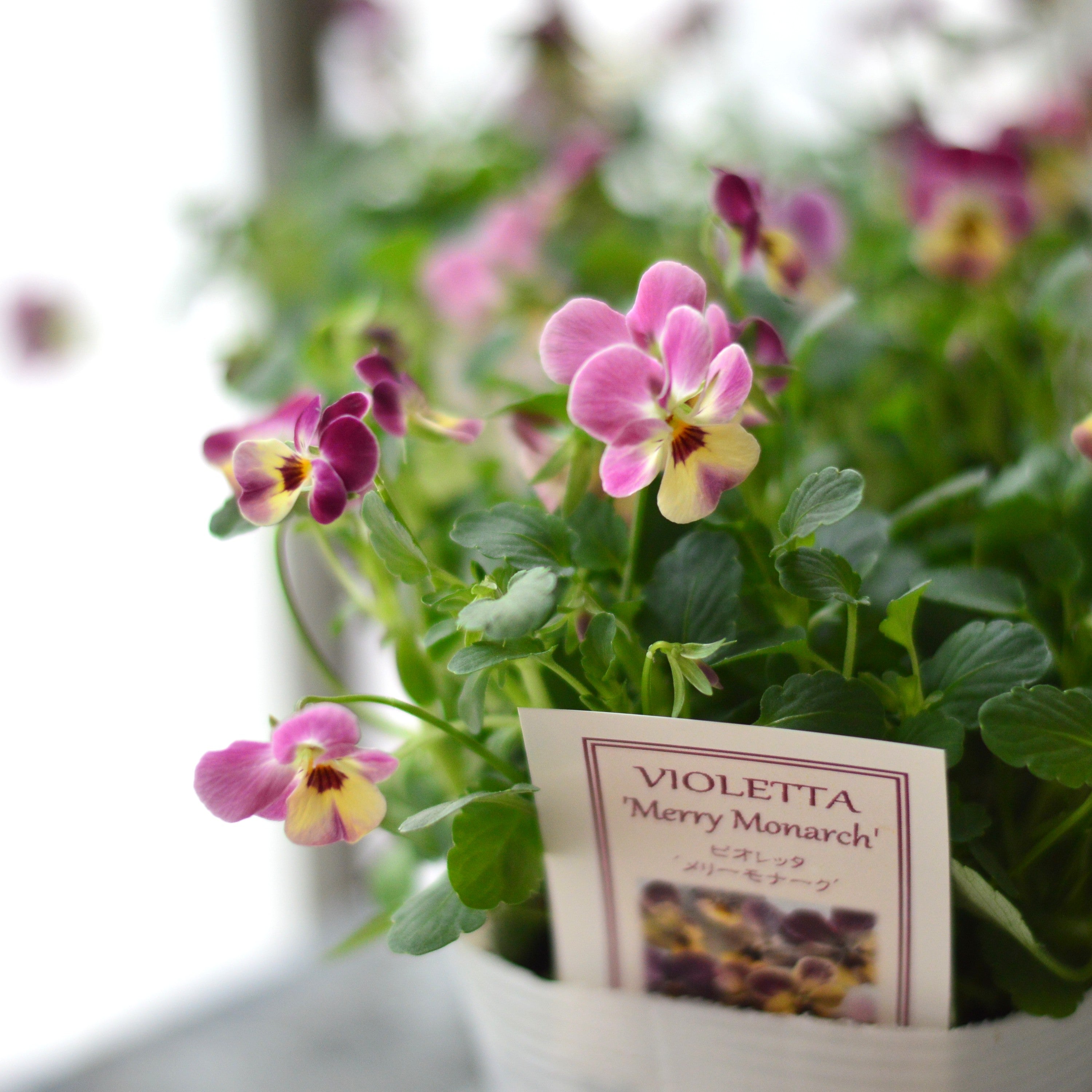 【かわいい】 小輪ビオラ　ビオレッタ　『メリーモナーク』　　3.5寸POT