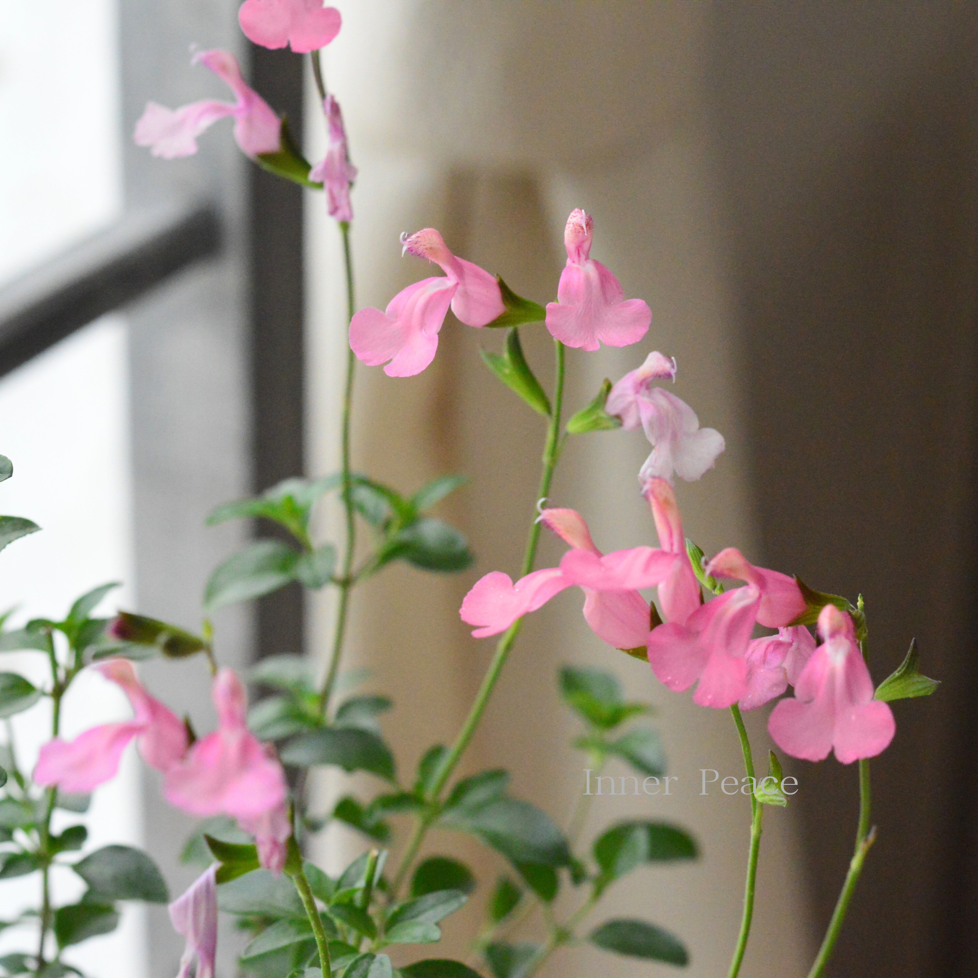 【宿根】 サルビア（チェリーセージ） 『ラ・シエスタ』　　3.5寸POT