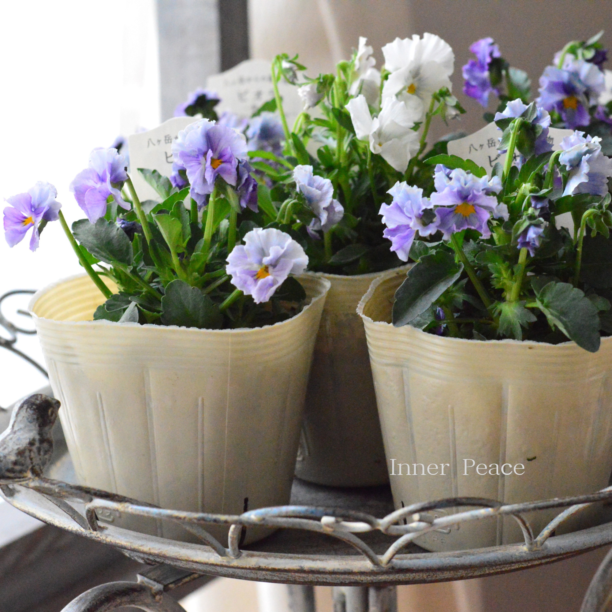 【VEGIHANA FARMさん】 ビオラ　『一期一会・Nouka no Kimochi』　　3.5寸POT