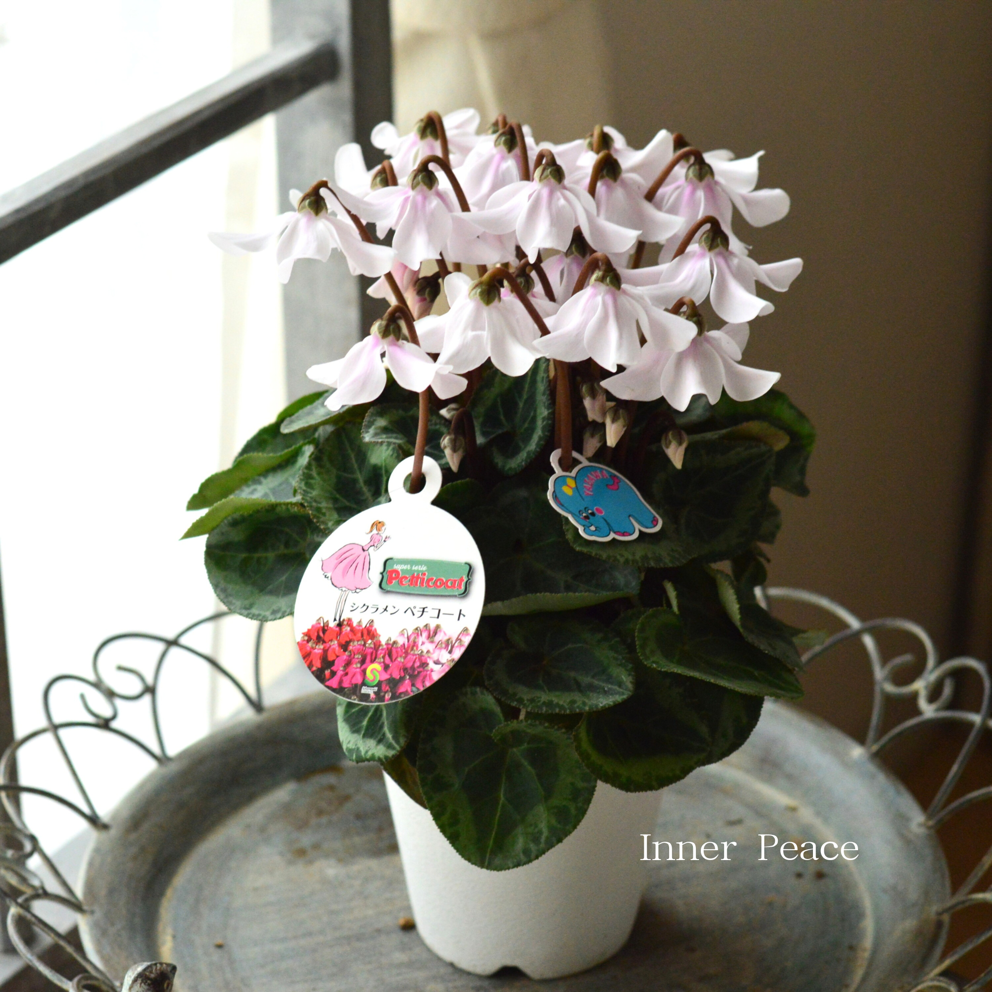 【希少】 シクラメン 『ペチコート』　　４寸プラ鉢