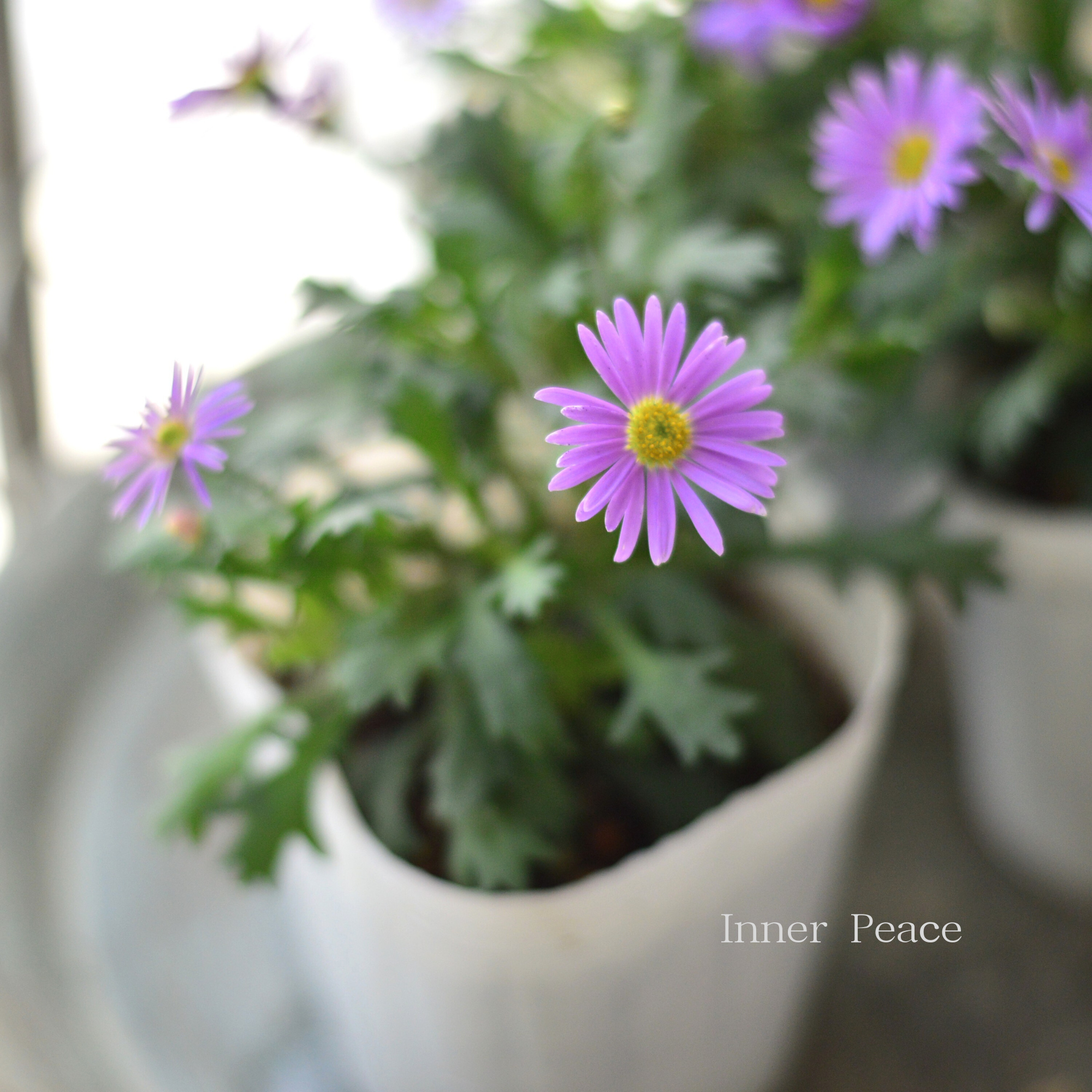 【かわいい】 ブラキカム　『フレスコ・パープル』　　3～3.5寸POT