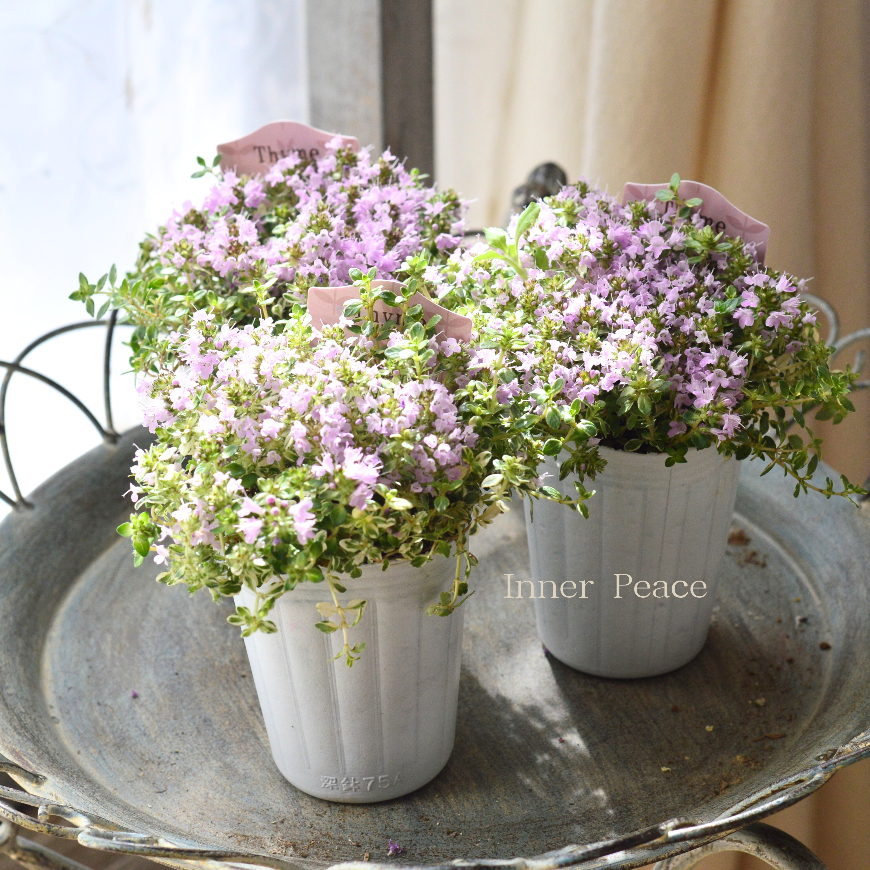 【斑入り】 イブキジャコウソウ　　3寸ロングPOT
