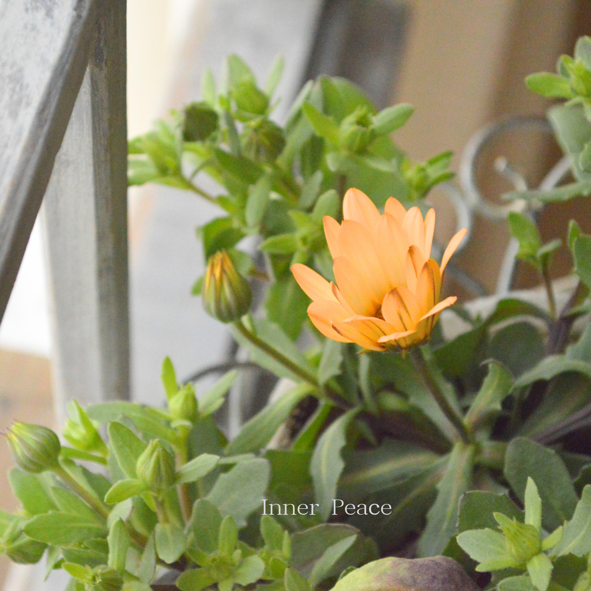 【春色】 ディモルフォセカ 『パステリーナ・オレンジ系』　3.5寸POT