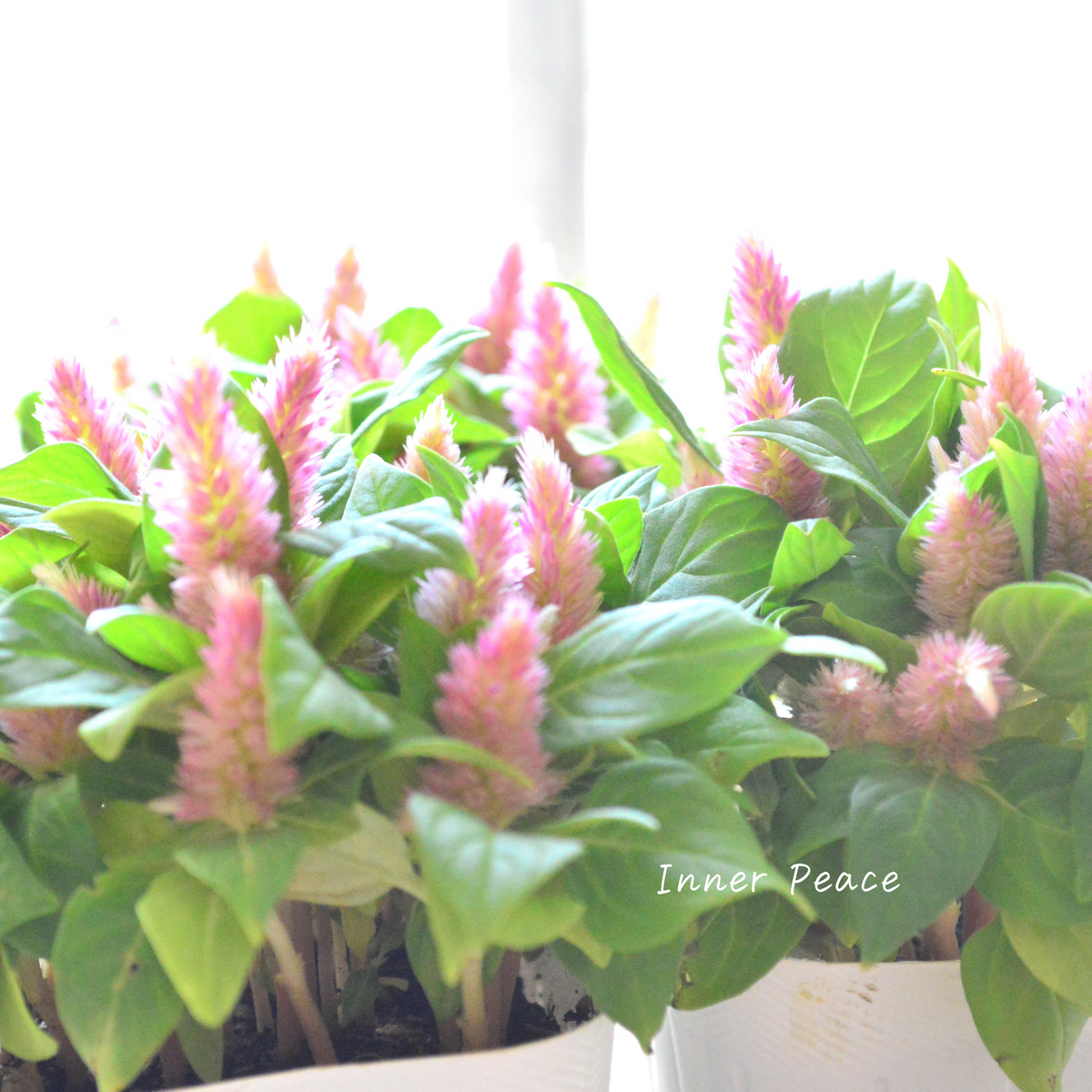 6f9290b32fb3e5a024e9f6c5c5f763