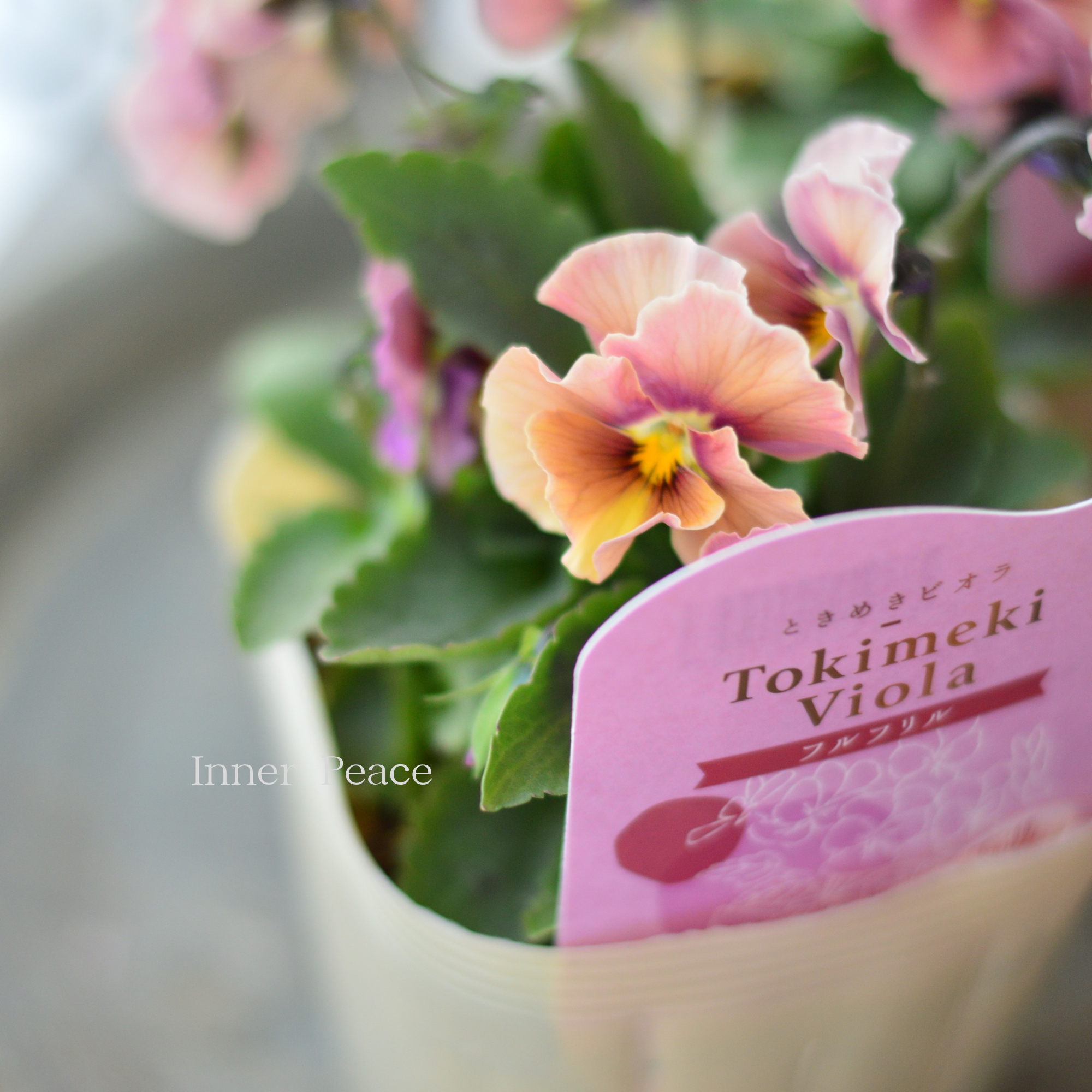 【奥田園芸さん】 ときめきビオラ　『フルフリル』　3.5寸POT