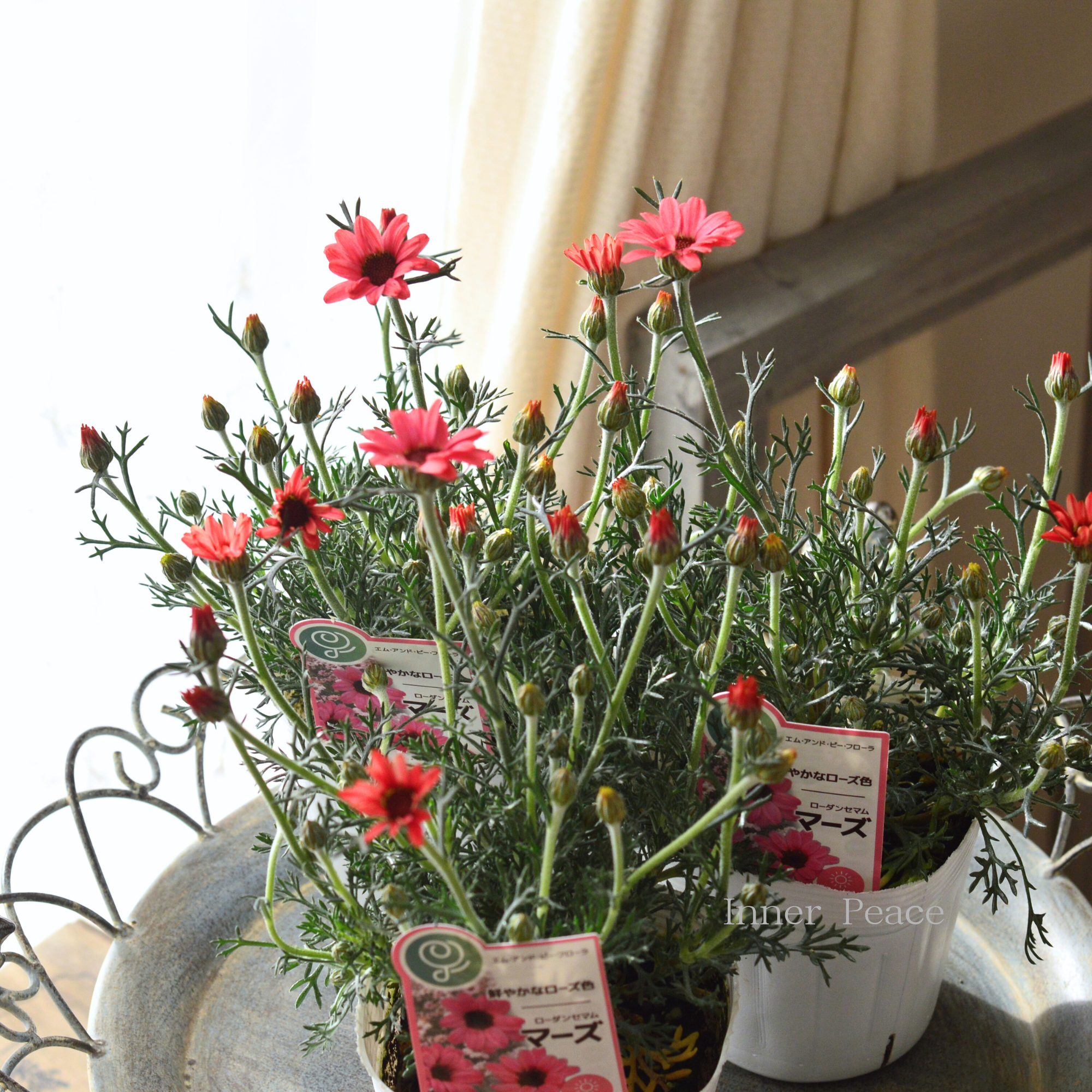 【大人かわいい】 ローダンセマム　『マーズ』 　3.5寸POT