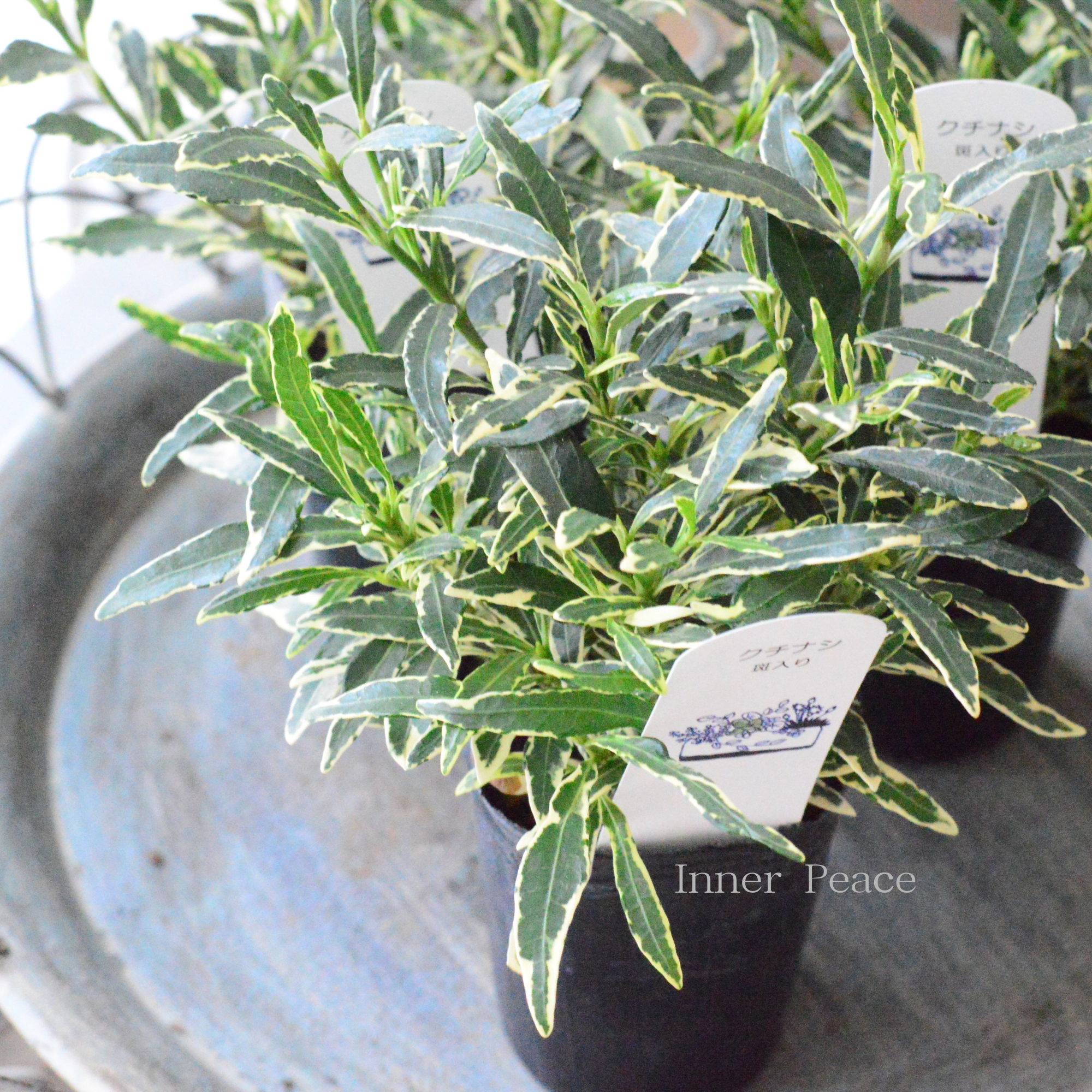 【斑入り】　クチナシ　3寸POT