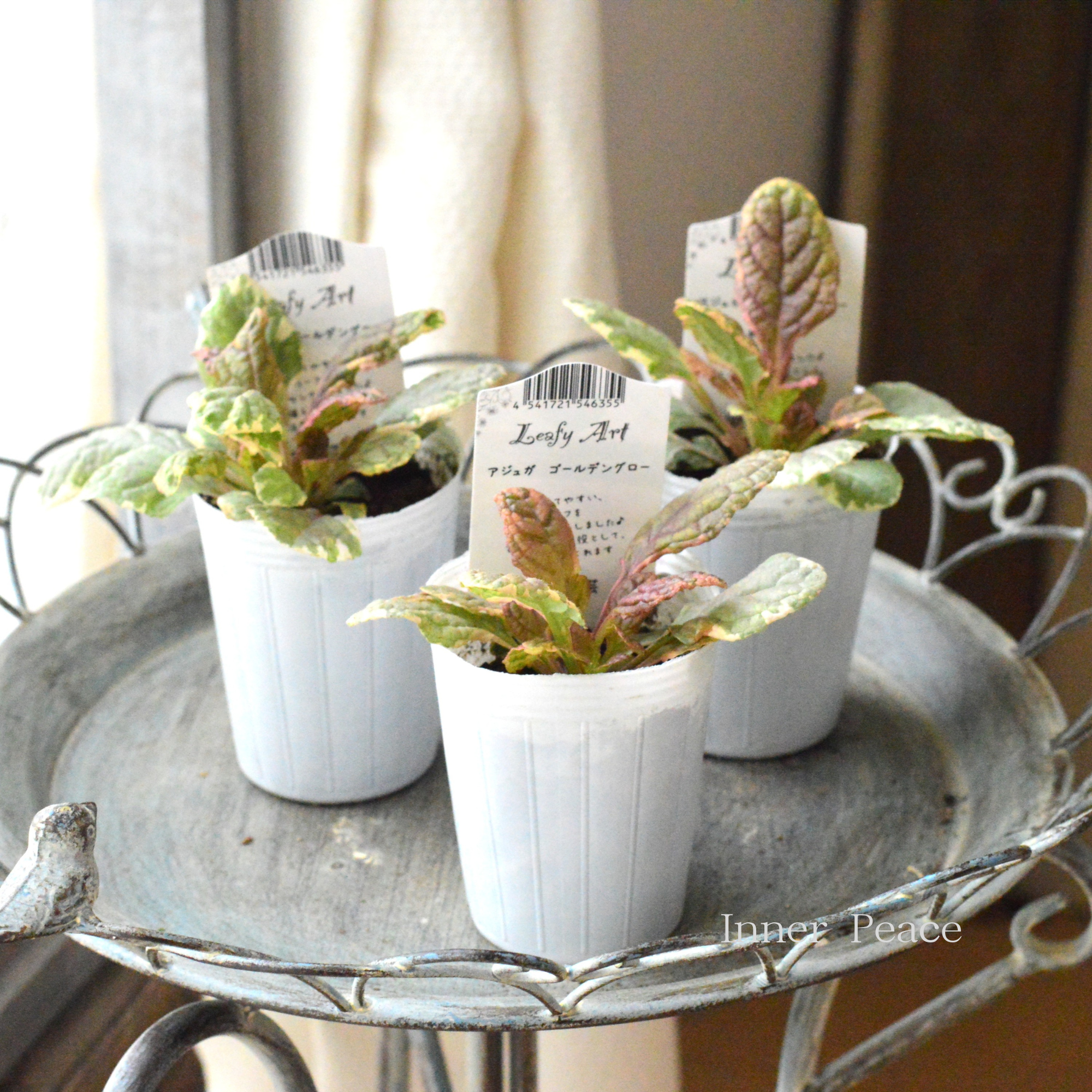 【宿根】 アジュガ　『ゴールデングロー』　　2.5寸ロングPOT