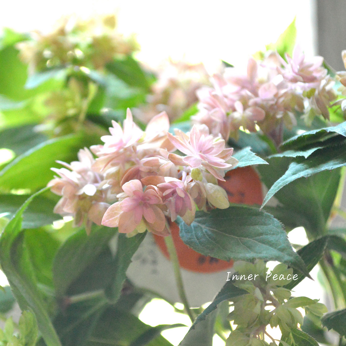 吉岡麗子さん】 紫陽花 （ぽじさい）『マルルー・ピンク系』 3号POT