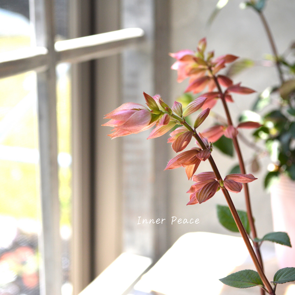 宿根】 サルビア 『エンバーウィッシュ』 3.5寸POT