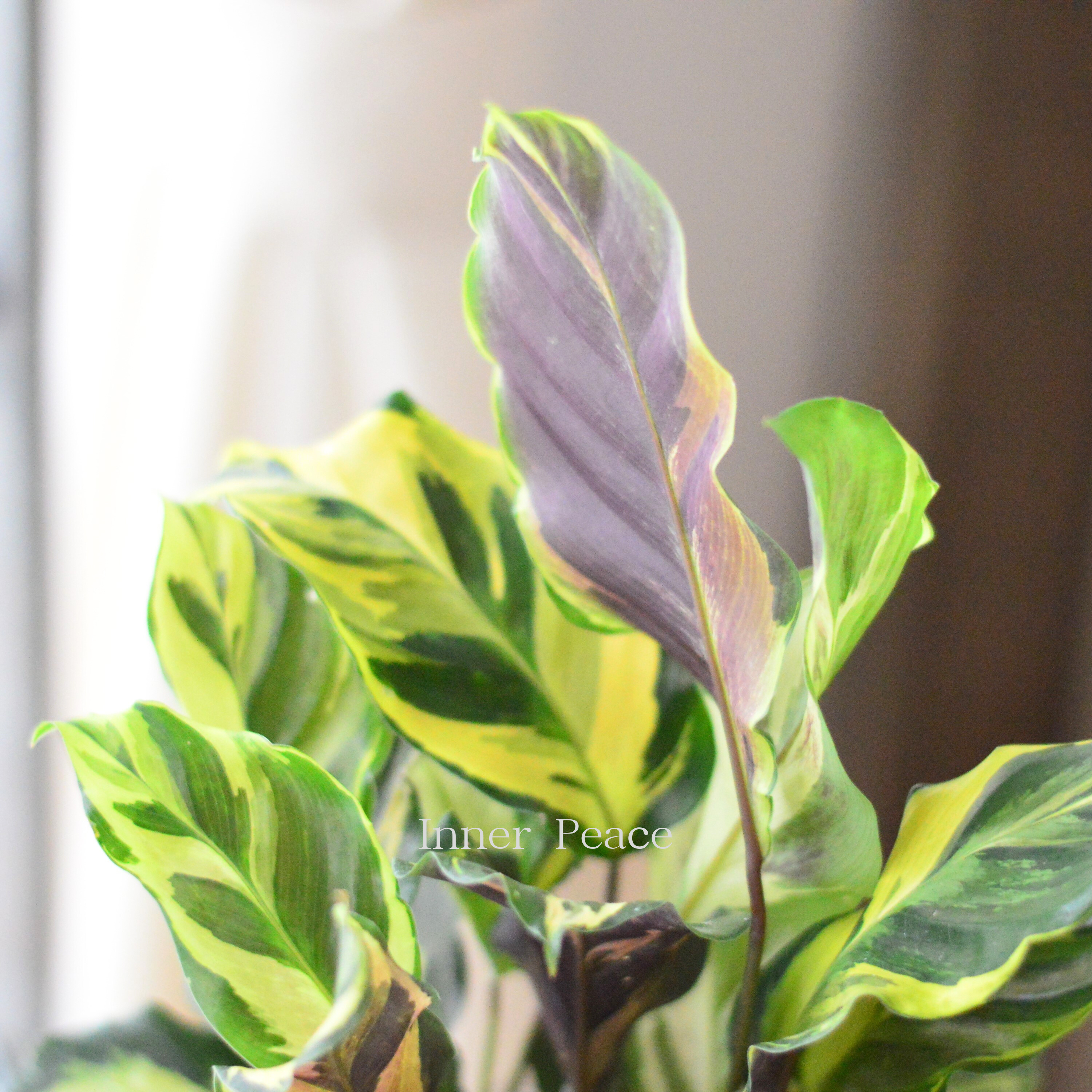 【観葉植物】　カラテア　『エンペラー』　　3.5寸ロングPOT
