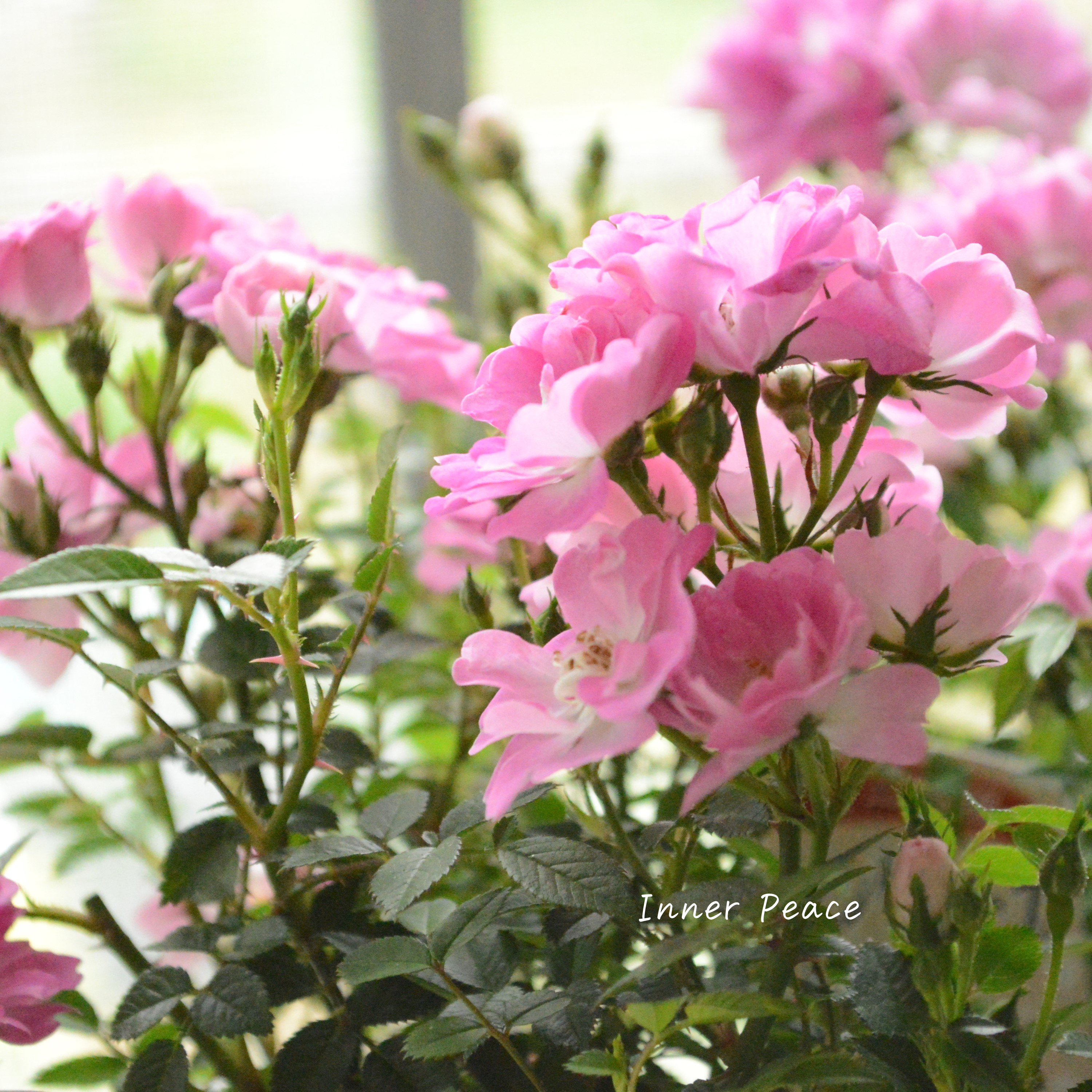 【四季咲き】 ミニ薔薇  『レンゲローズ』  3寸POT