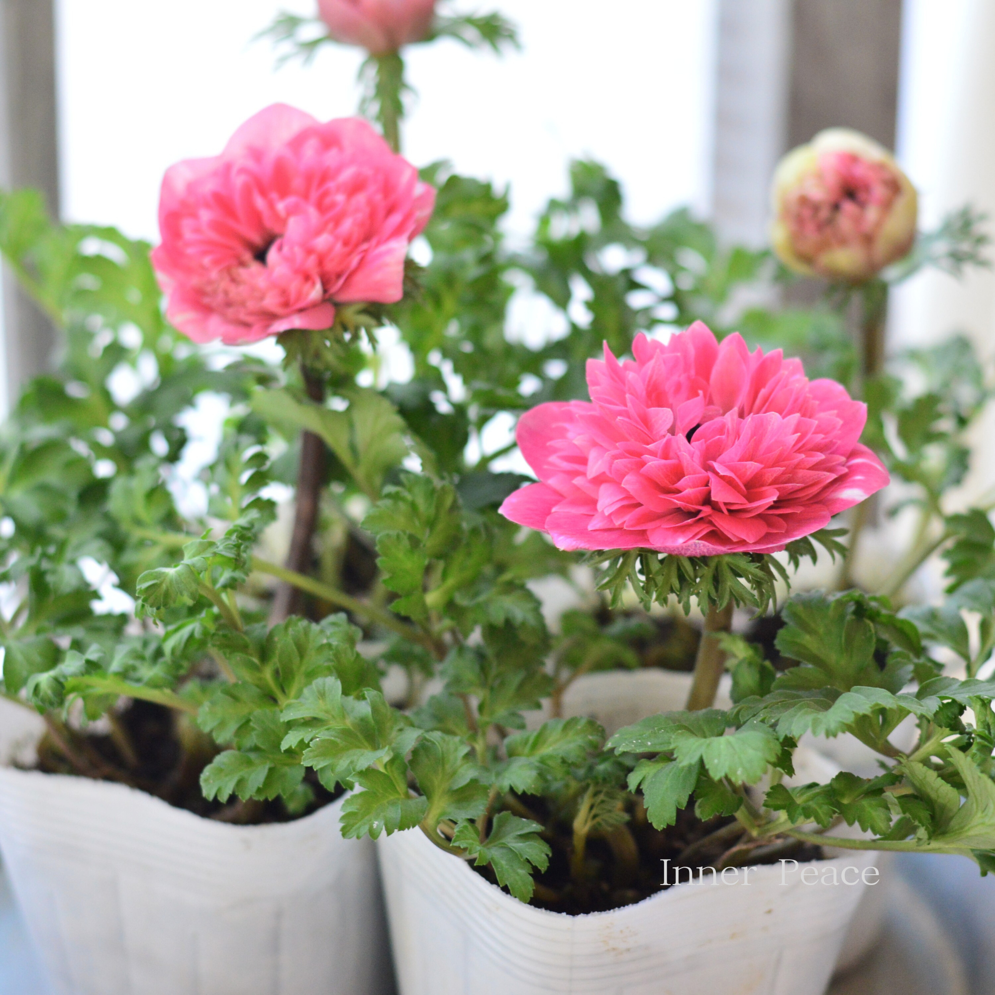 【人気】 アネモネ 『ポルトダブル・ピンク』 　3.5寸POT