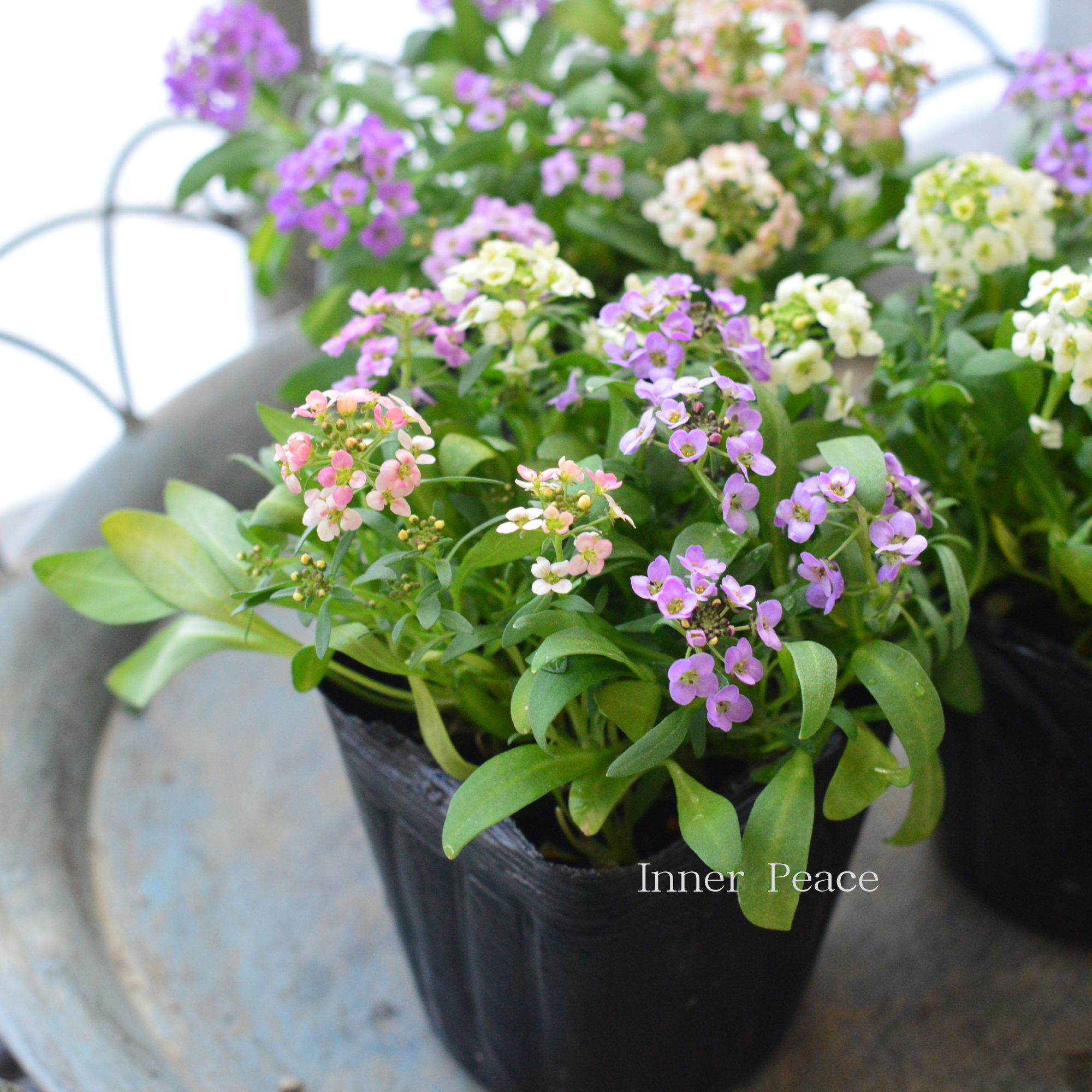 【寄せ植えに】 スイートアリッサム　『４色ミックス』　　3寸POT