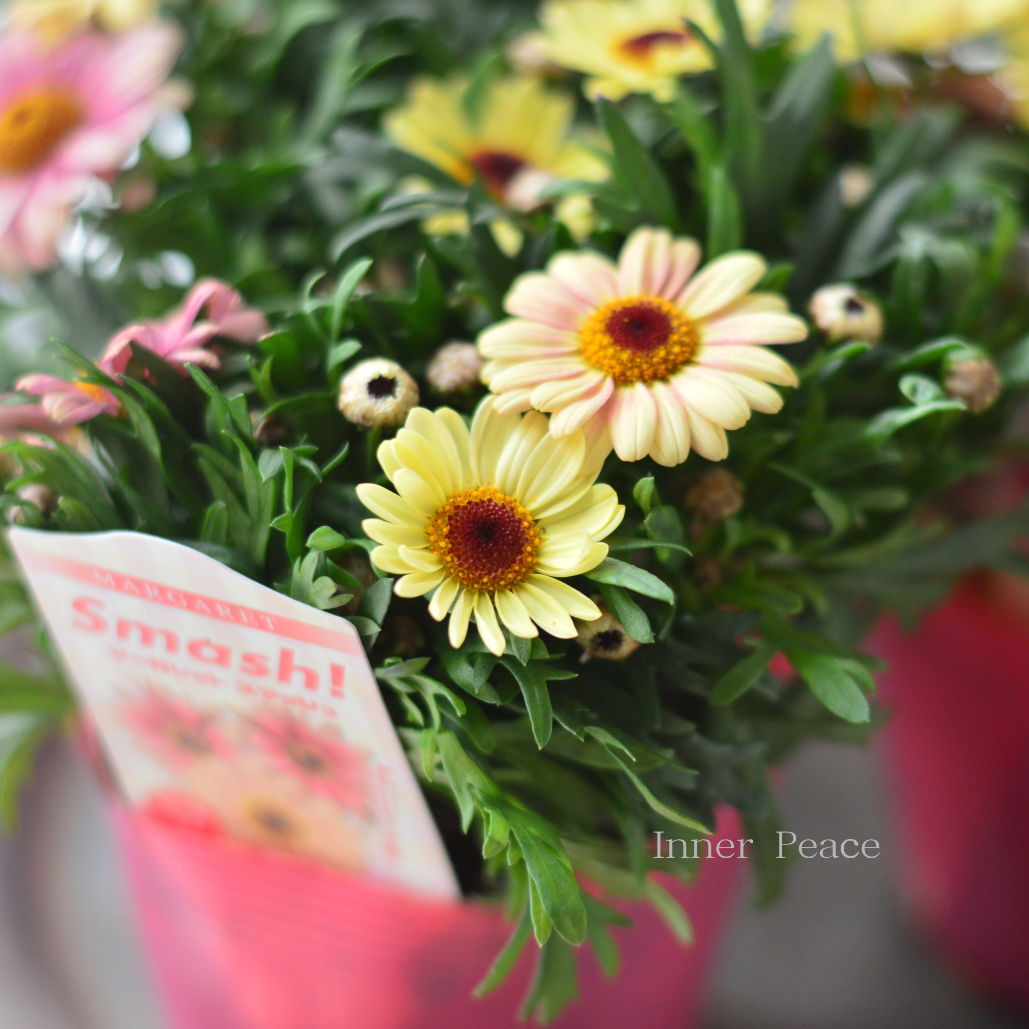 かわいい】 マーガレット 『スマッシュ・ピーチアイ』 3.5寸POT