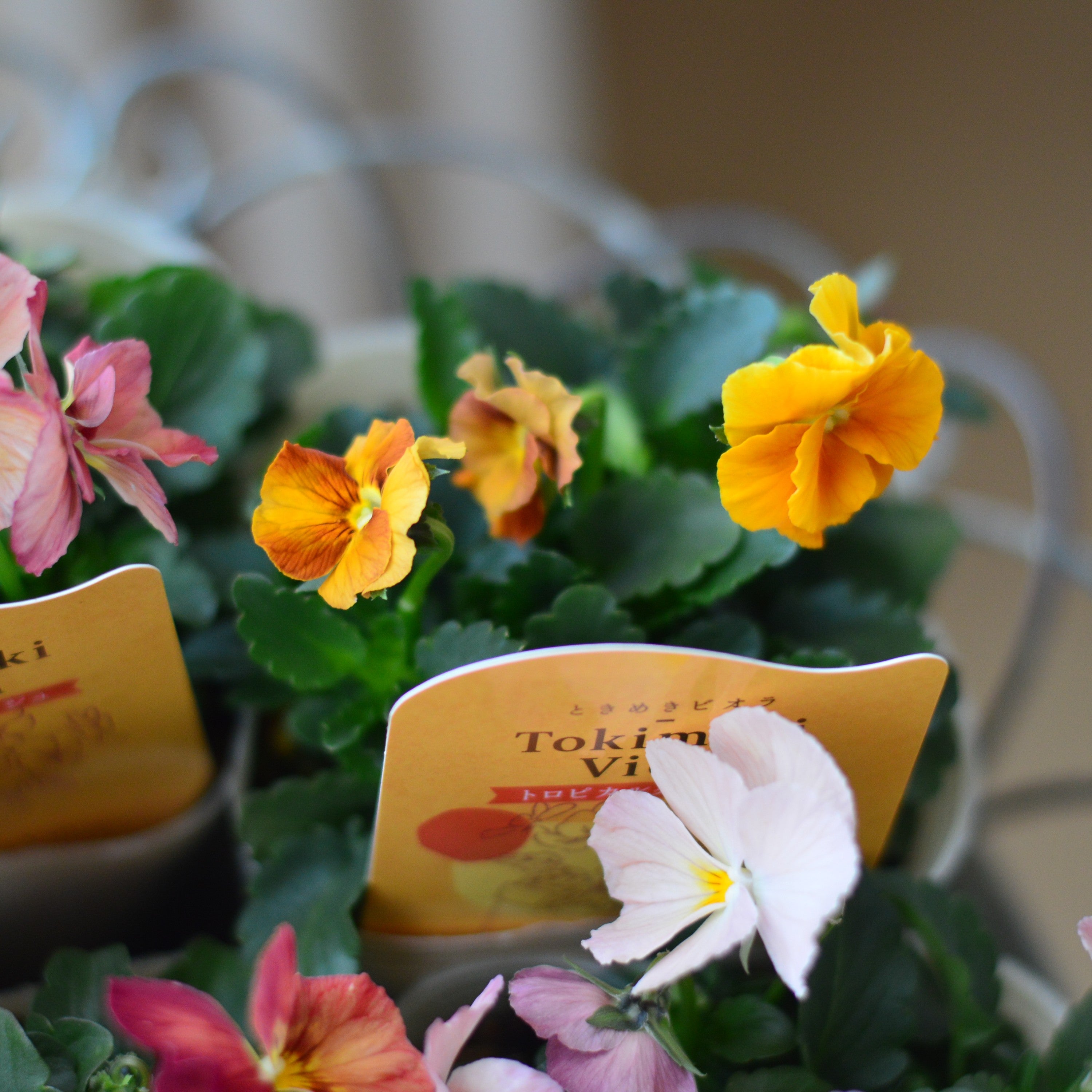 【奥田園芸さん】 ときめきビオラ　『トロピカルクラッシュ』　3.5寸POT