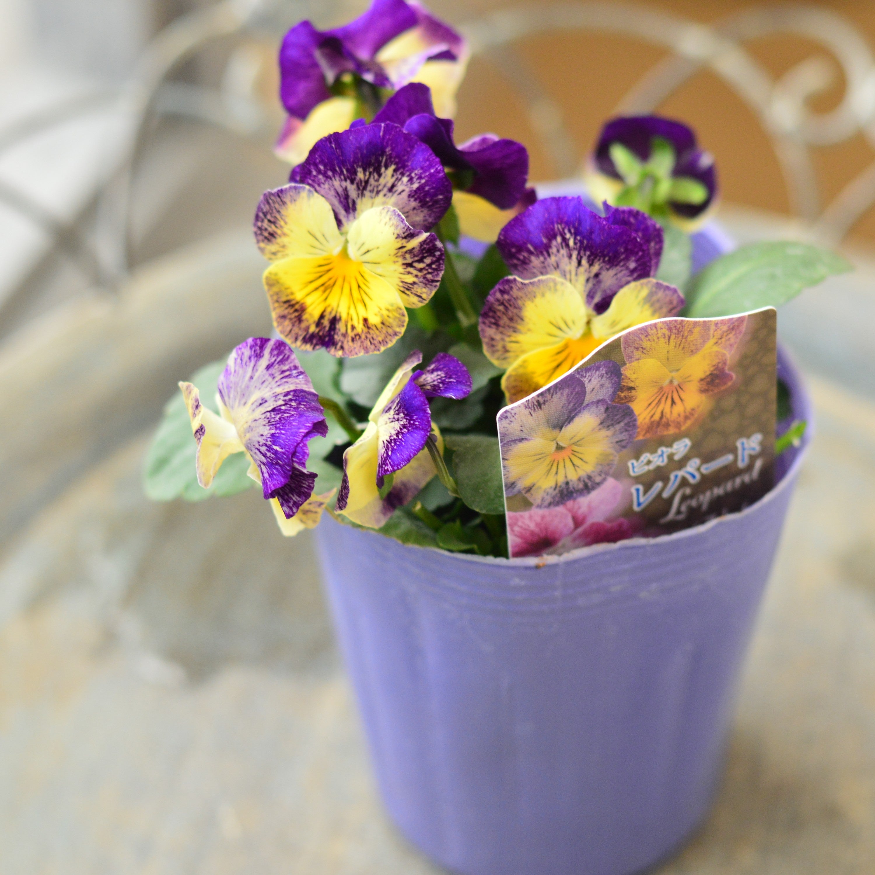 【花夢園芸さん】 ビオラ 　『レパード』　3寸ロングPOT