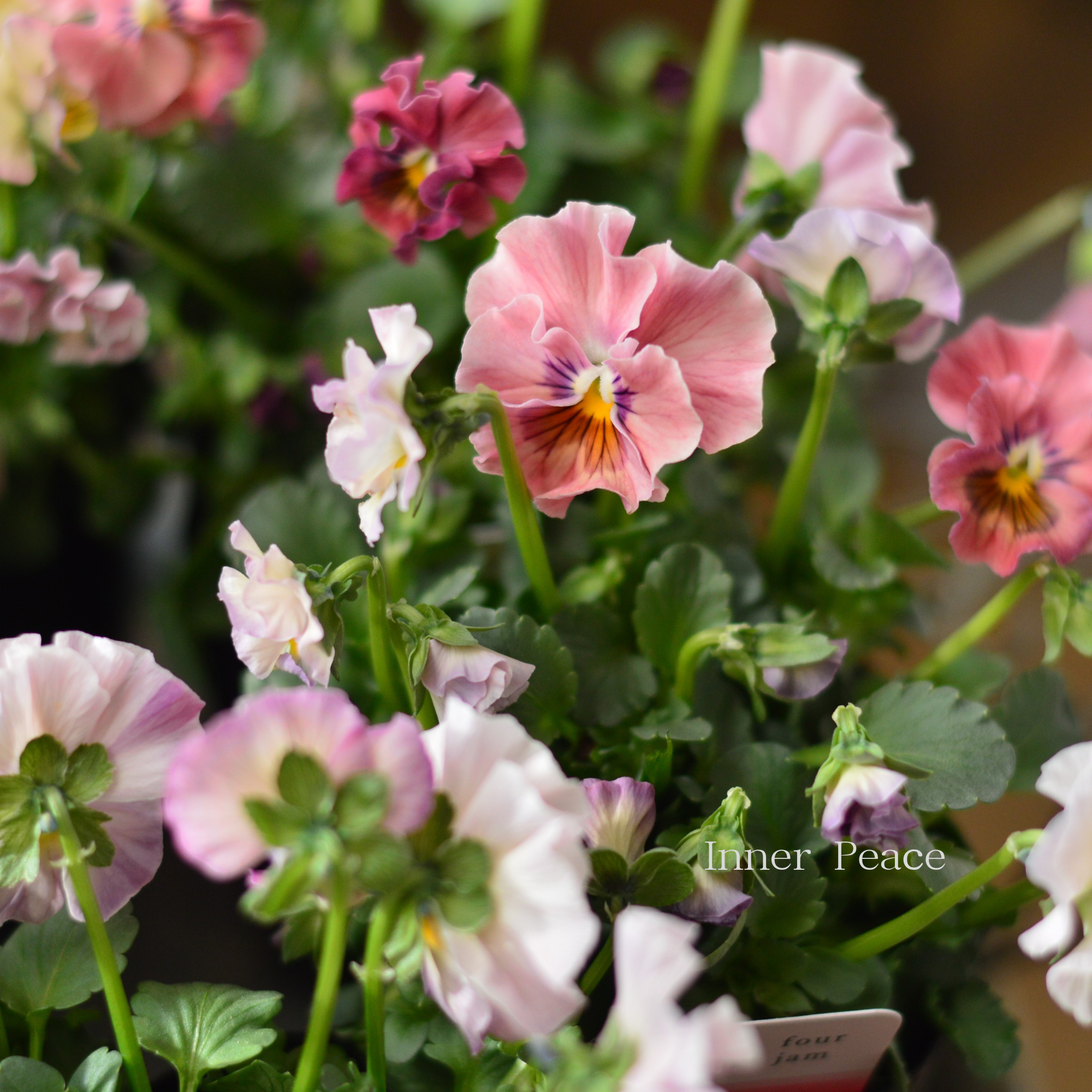 【ハルグリンさん】 ビオラ　『プティフール・ピンクジャム』　　3寸POT