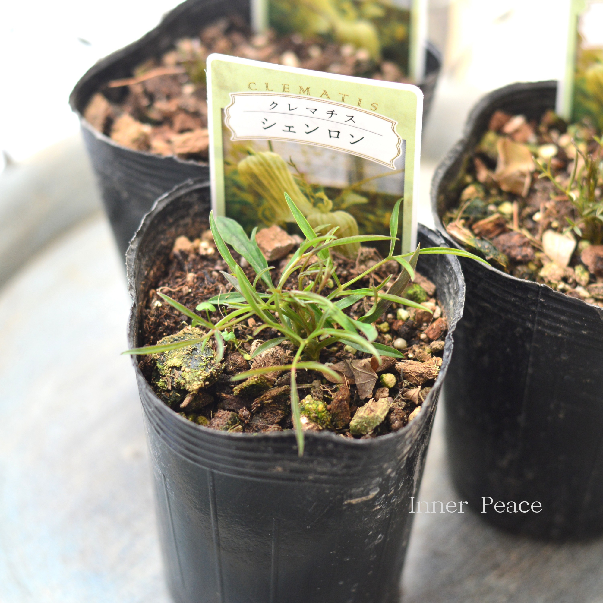 【New】 クレマチス  ヴィオルナ系 『シェンロン』　　3寸ロングPOT