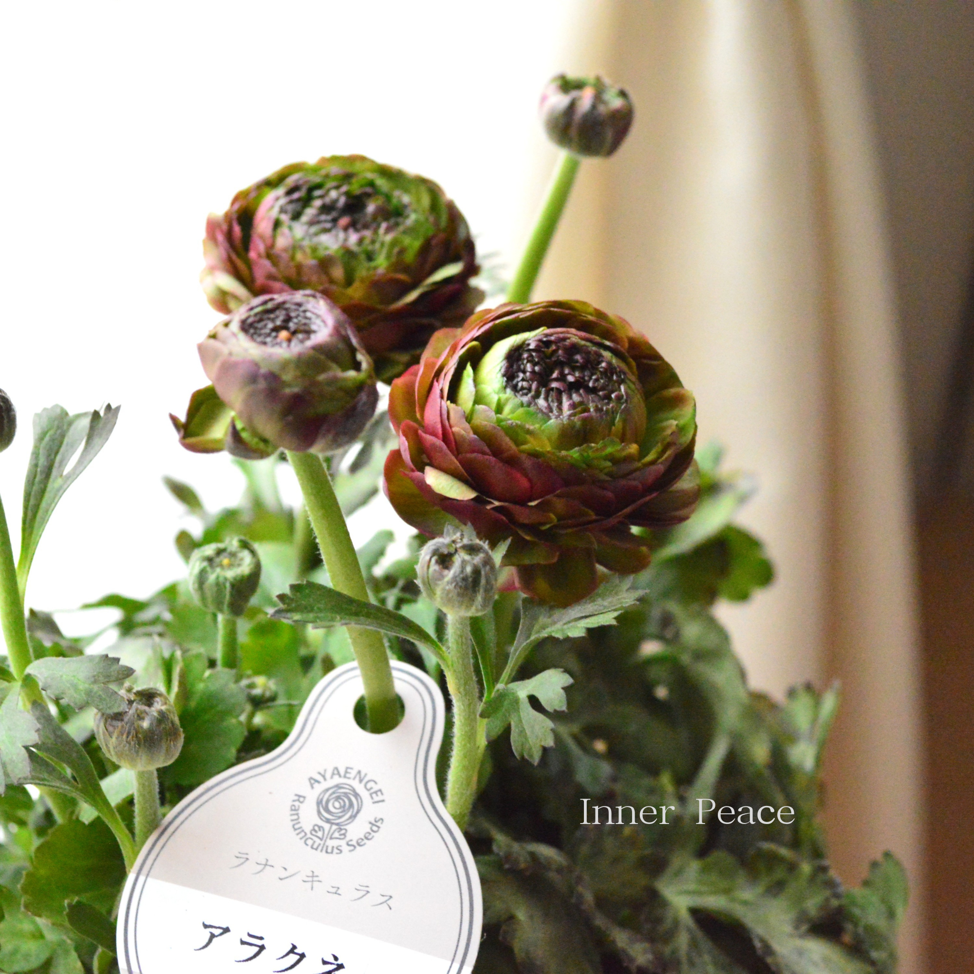 【人気】 ラナンキュラス　『アラクネ・A』　5号鉢